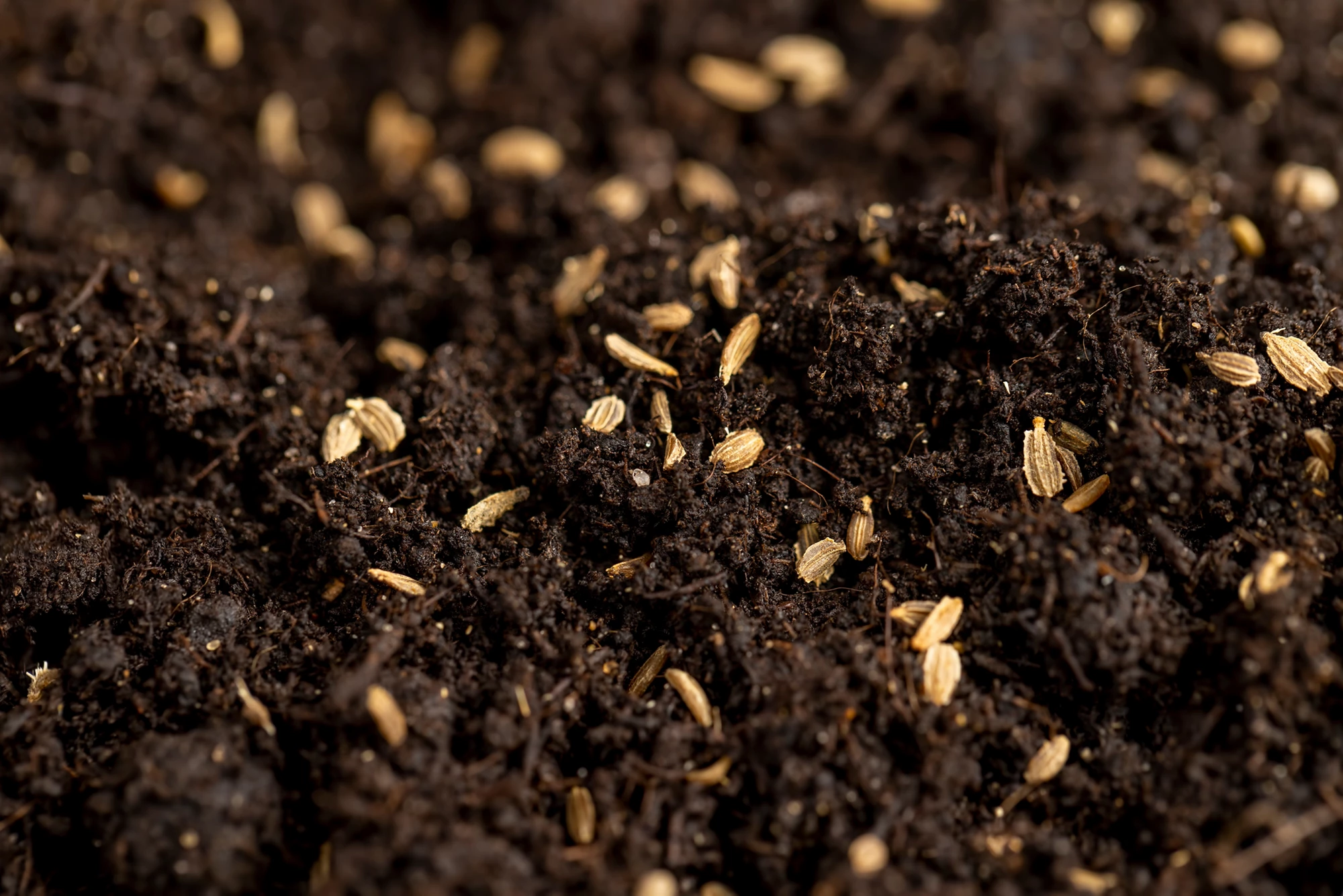 small carrot seeds in dark soil, seeds of one carrot variety sown in fertile soil