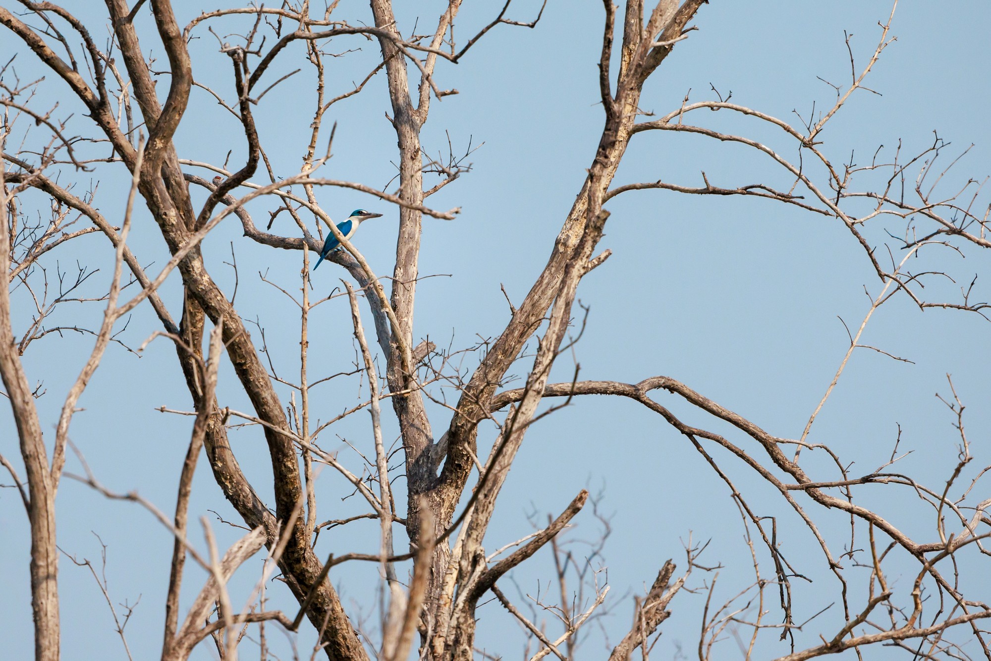 Collared Kingfisher, Todiramphus chloris, perching on tree branch in forest park, mid-sized kingfisher with a variable plumage pattern, greenish-blue crown and upperparts with white collar