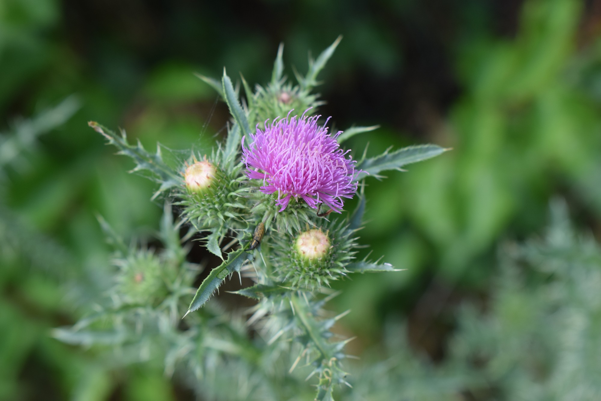 A thistle flower with purple petals and still closed buds. The plant has thorny leaves. The background is blurred, highlighting the thistle in the foreground. Thorny Beauty of Wild Nature