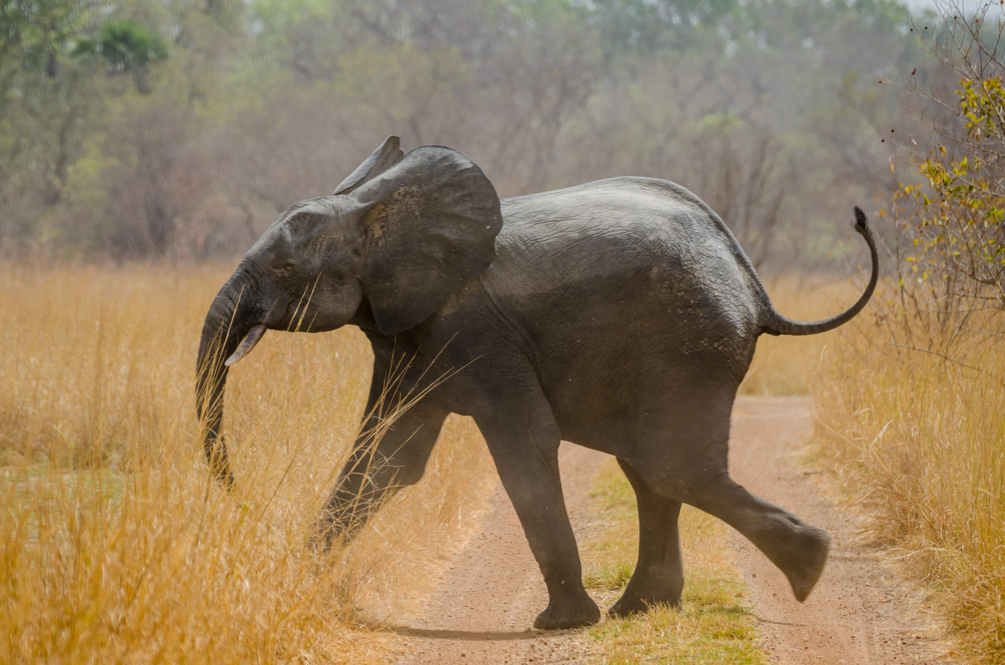 Young African elephant running across track on safari in Pendjari National Park, Benin, Africa