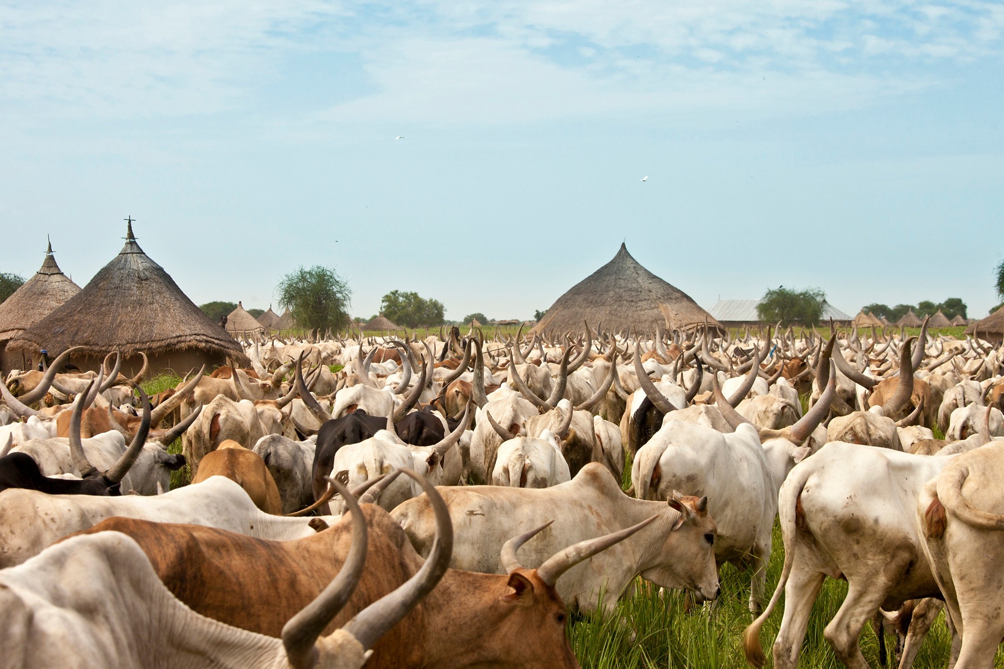 Huge herd of cattle moves through a rural village in South Sudan