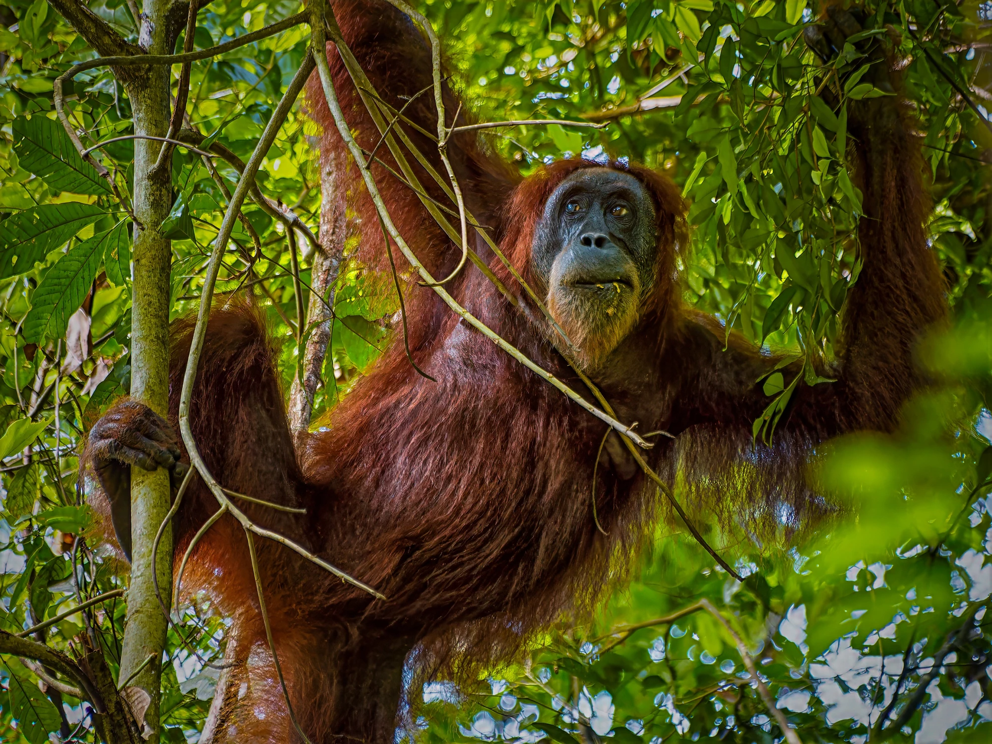 A Sumatran orangutan is skillfully climbing through the lush branches of the jungle in Bukit Lawang, North Sumatra, surrounded by green foliage.