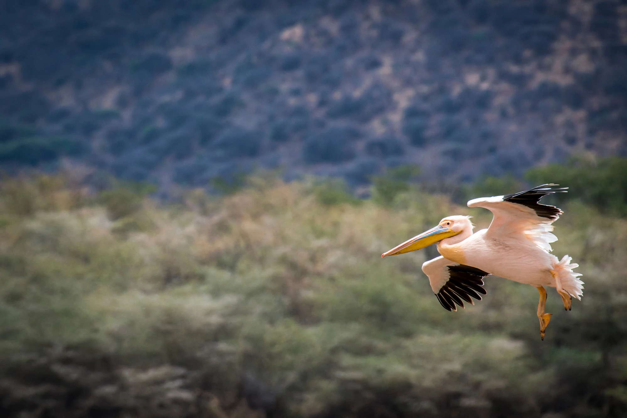 Great white pelican flying over the landscape of the Ngorongoro Conservation Area with green vegetation in the foreground and mountains in the background