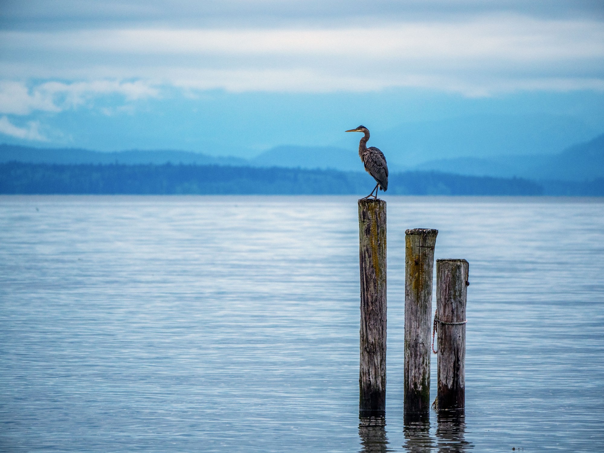 Great Blue Heron perched on some pilings at Oyster Bay Shoreline Park on Vancouver Island, BC