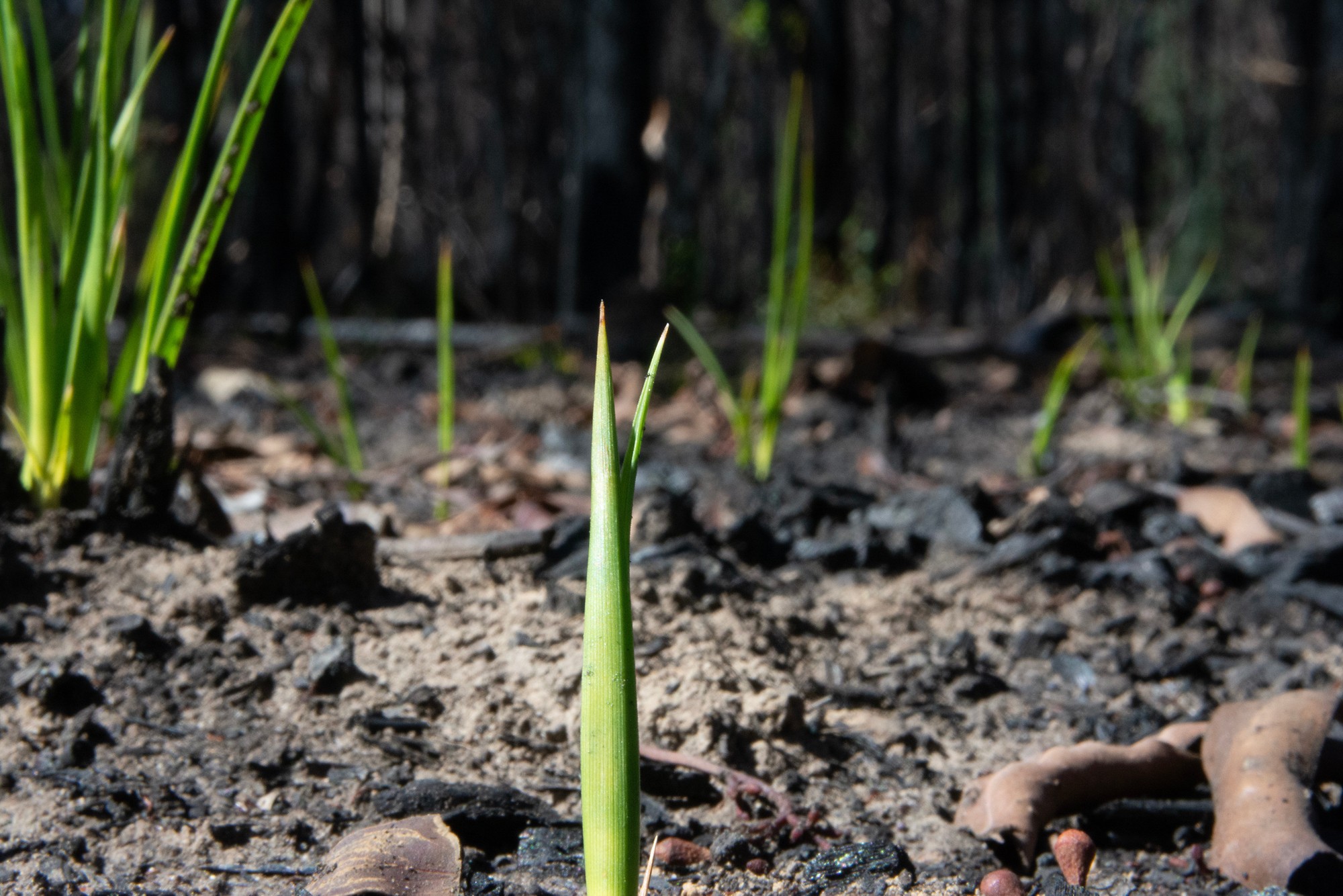 Small green shoots of regrowth folloing major fires in the Grampians in Australia 2025
