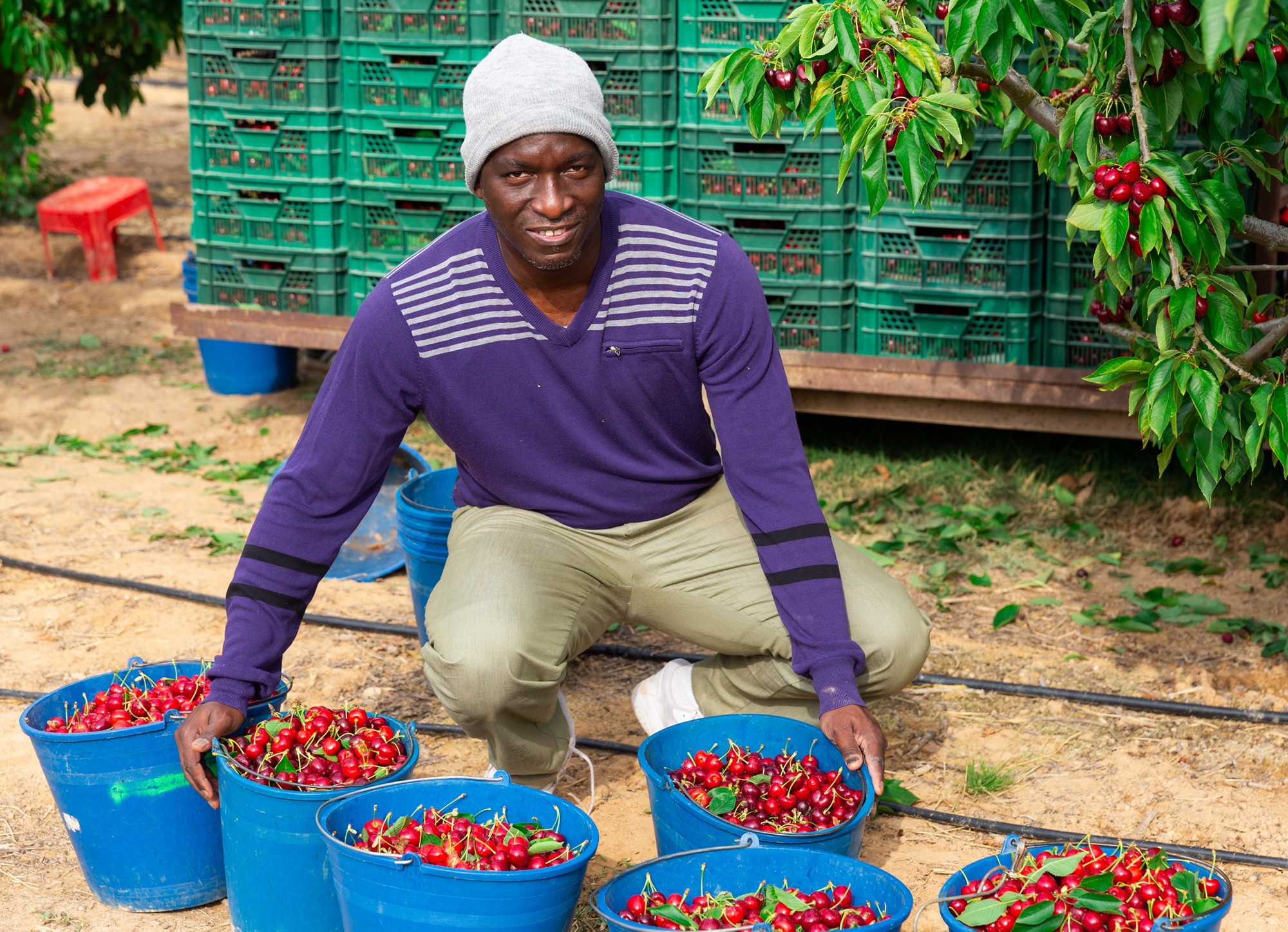 African hard working male picking cherries at cherry garden.