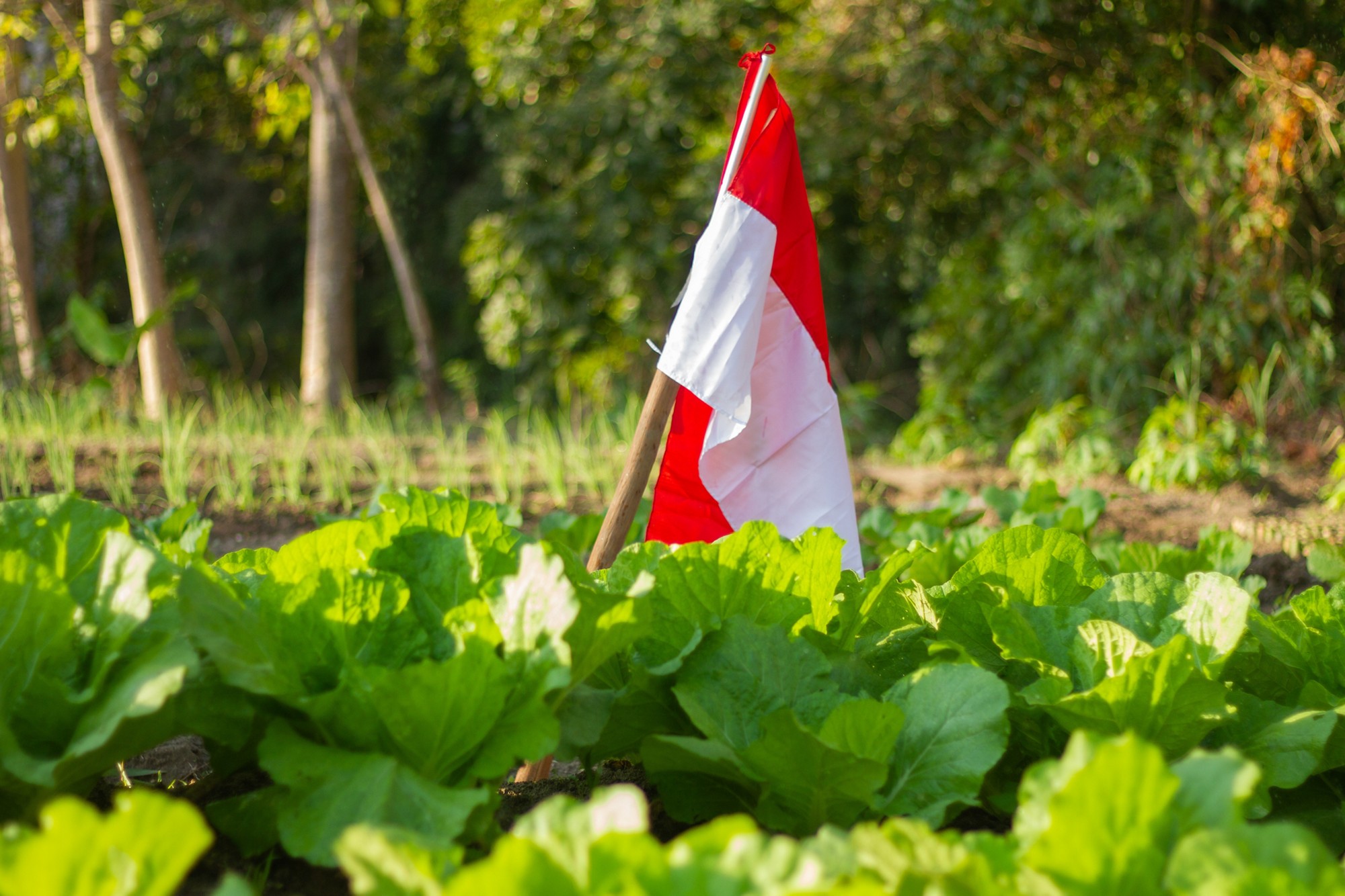 Vegetable farmers have their own way of celebrating the Independence Day, shouting Freedom! and producing abundant vegetables in their gardens 