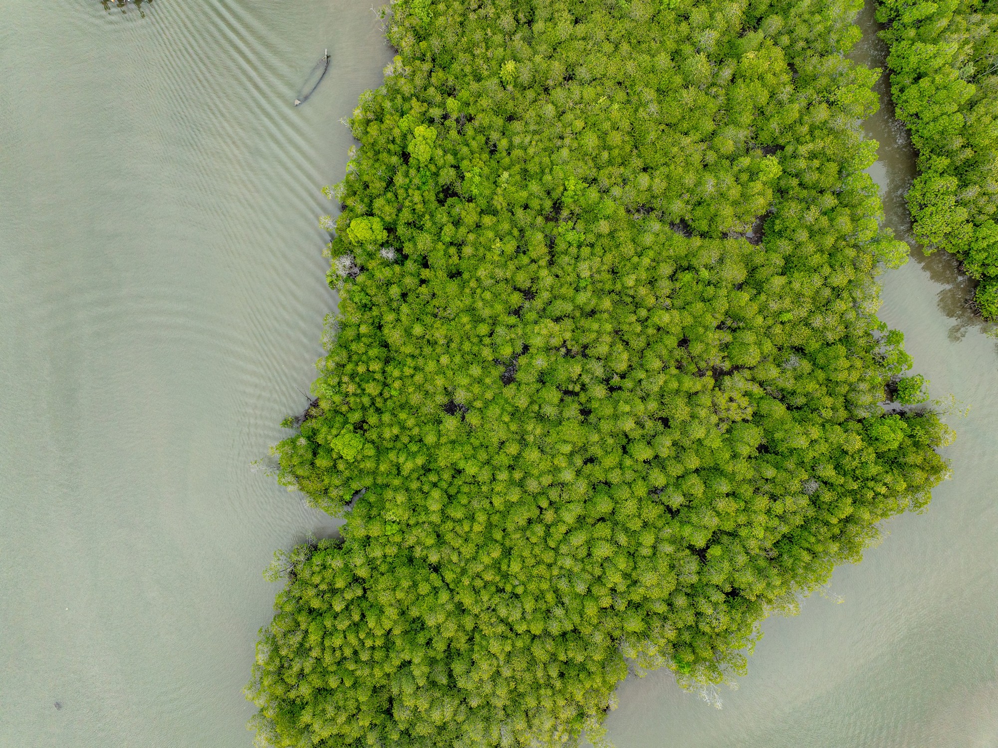 Amazing abundant mangrove forest, Aerial view of forest trees Rainforest ecosystem and healthy environment background, Texture of green trees forest top down,High angle view wide angle lens