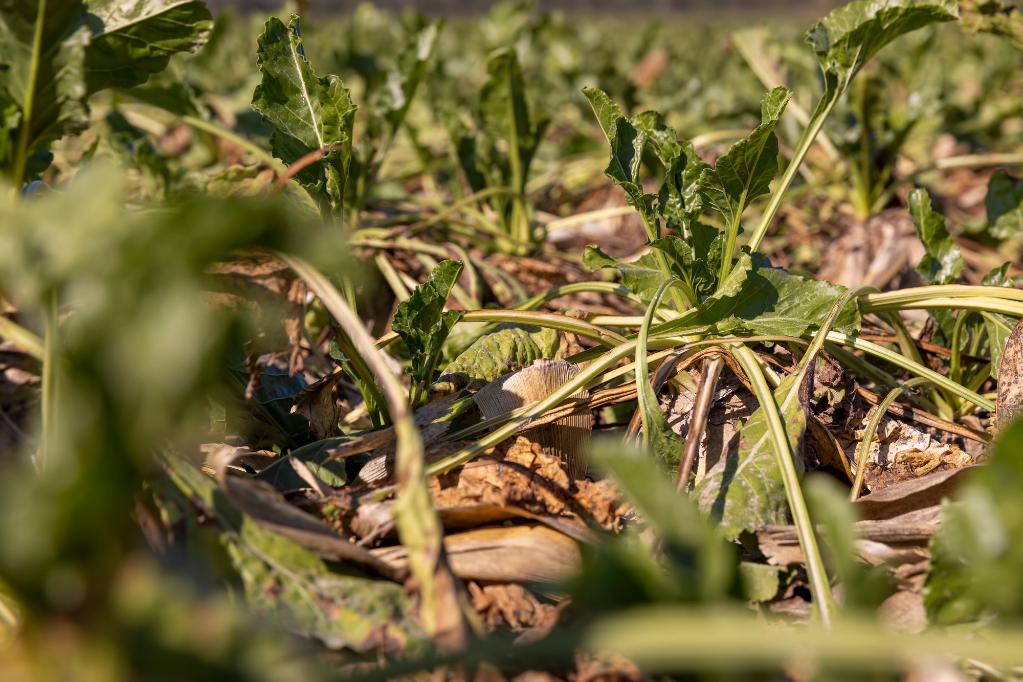 a crop of white sugar beet, some of the leaves of which have wilted, a field with beet for the production of sugar before harvest