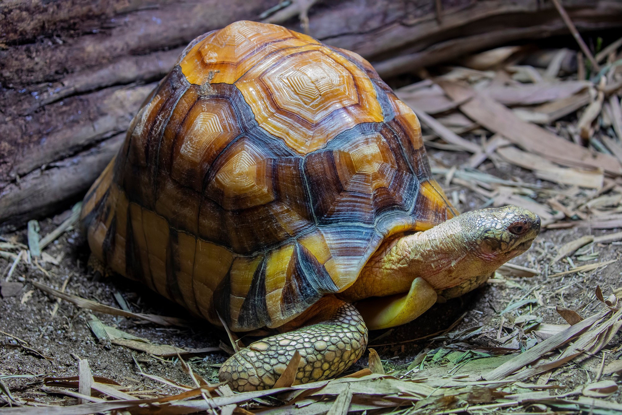 The angonoka tortoise (Astrochelys yniphora) is a critically endangered species of tortoise severely threatened by poaching for the illegal pet trade. It is endemic to Madagascar.