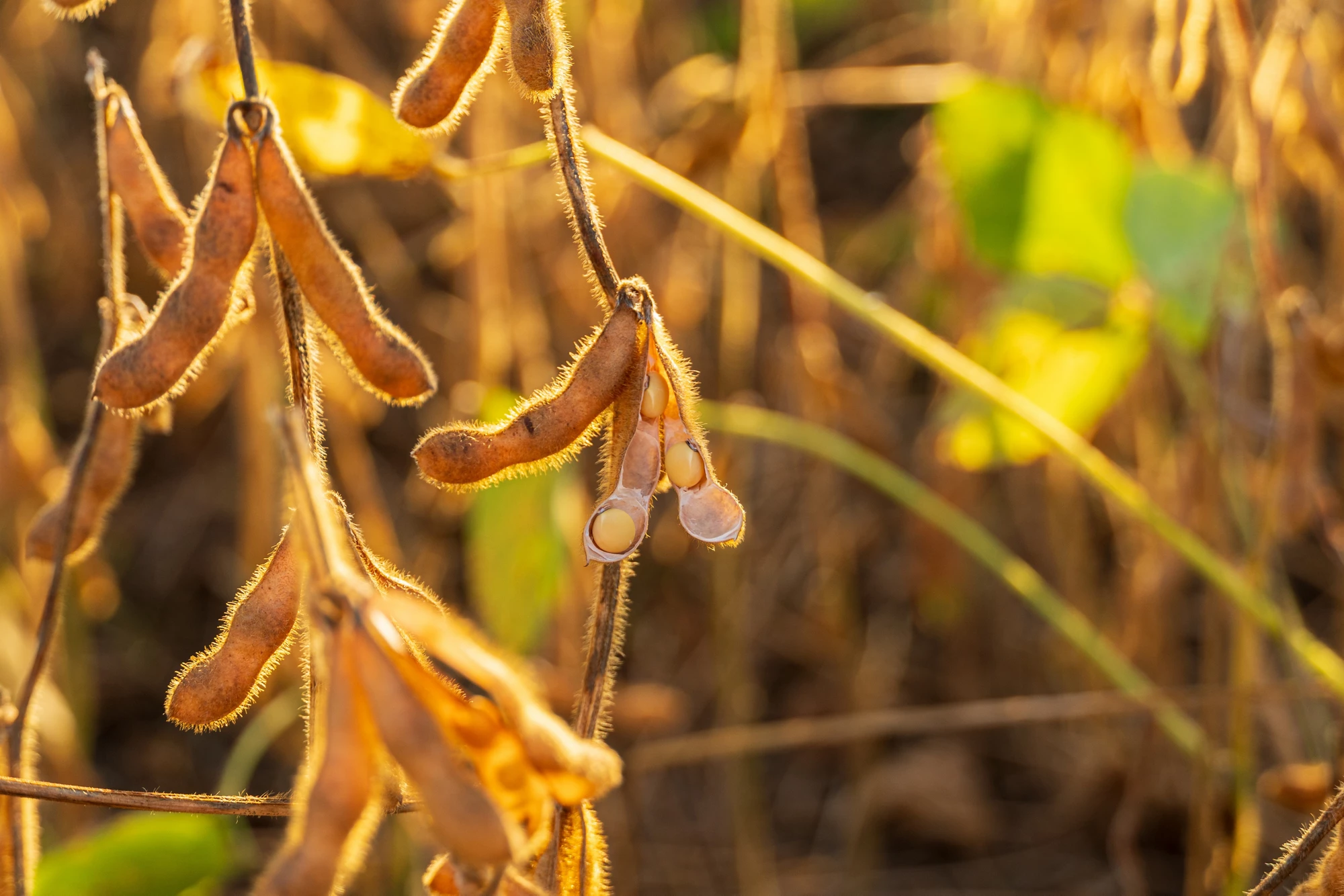 Pods of soybean plants hang in the warm sunlight, showcasing their mature, golden appearance in a lush agricultural setting.