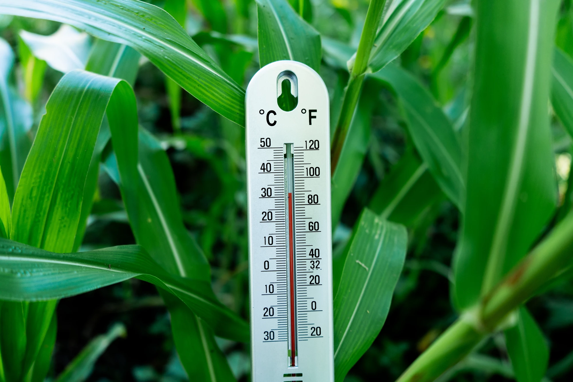 Resilience, Climate Change Adaptation, and Climate Risks in the GEF Trust Fund