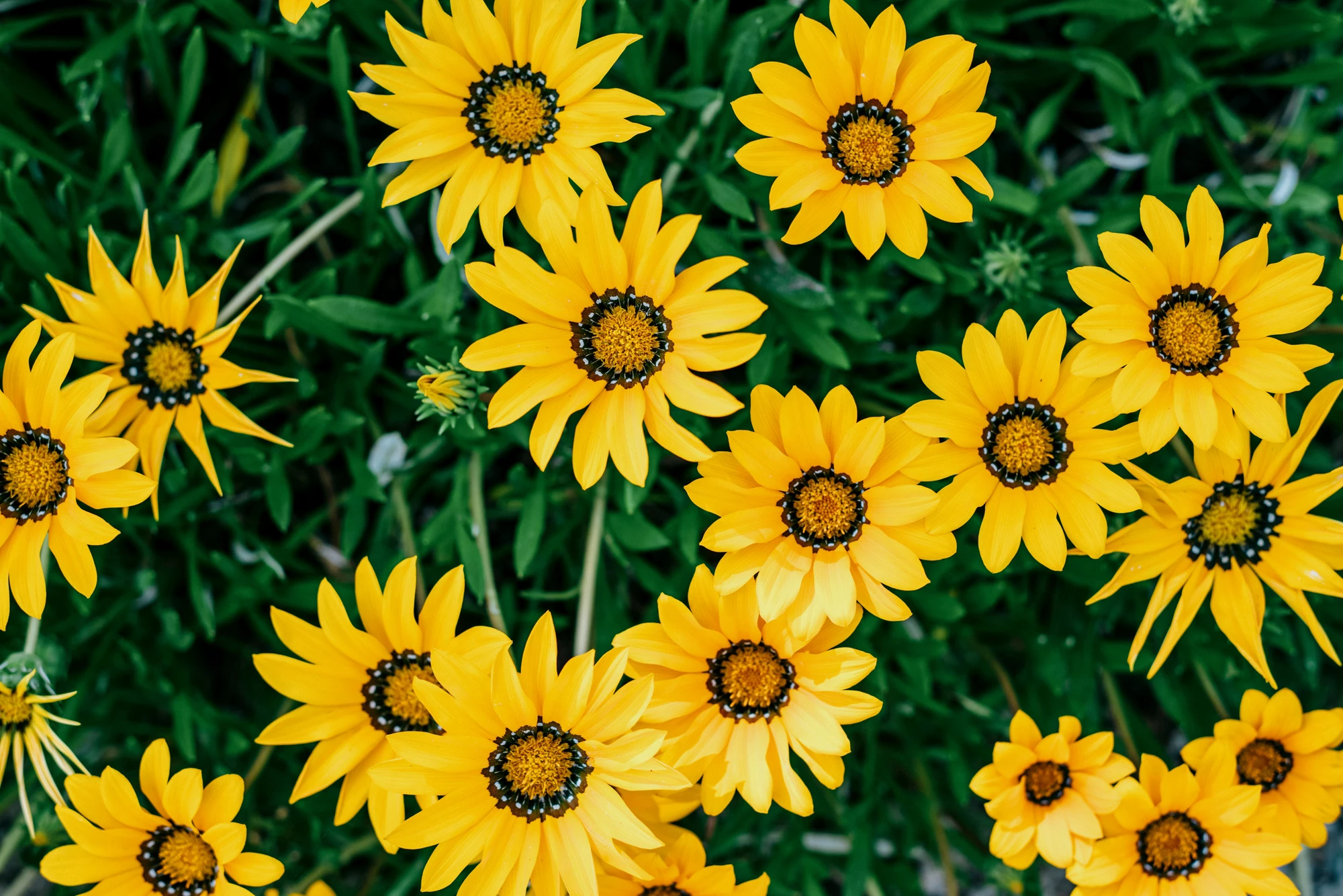 Close up of Gazania linearis in vibrant yellow bloom with green foliage
