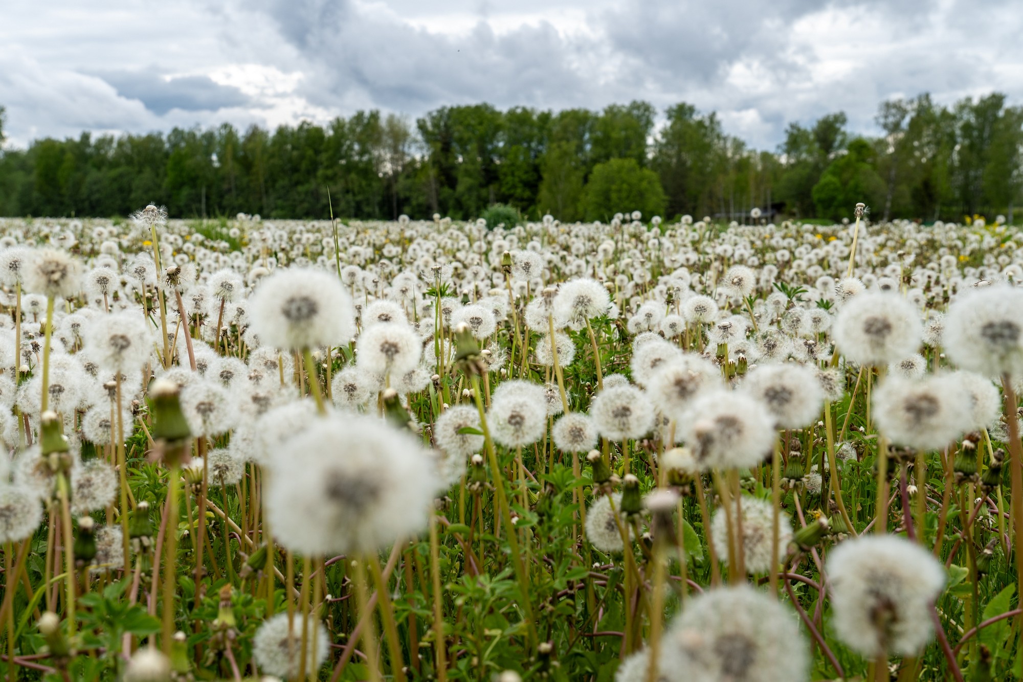 Field full of fluffy dandelion seed heads under dramatic cloudy sky, wild meadow in springtime nature, symbol of change, fragility and natural beauty
