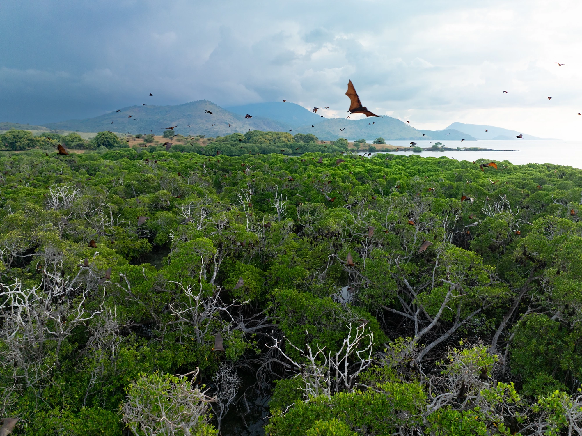 Biodiversity (BD) Focal Area Study 2017