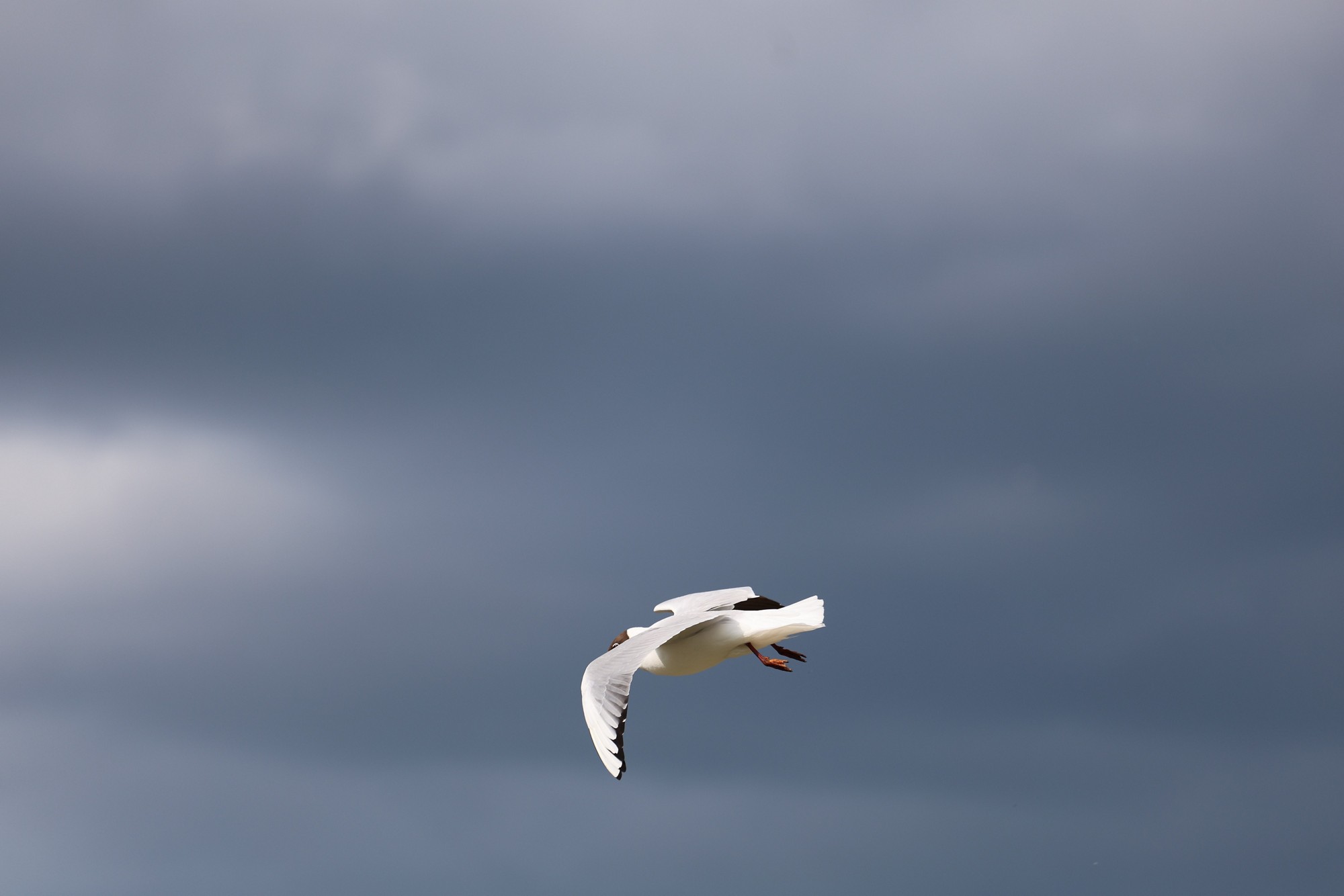 A black-headed gull in mid-flight with wings spread wide against a dramatic dark sky. Captured just before a summer storm in a natural open landscape.