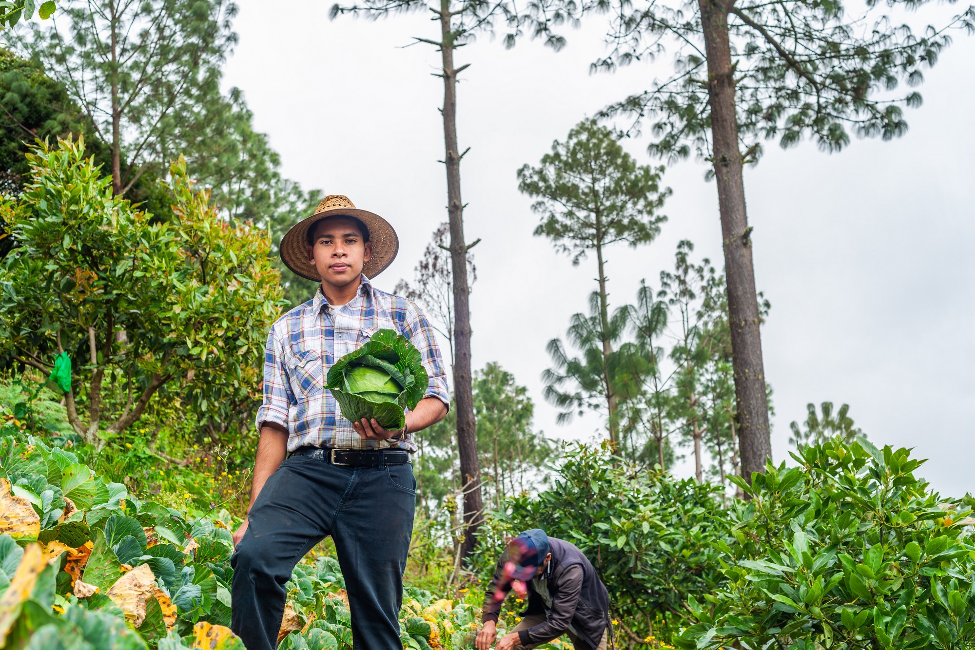 Portrait of a young Latino farmer in a vegetable field. He shows a cabbage he has harvested.