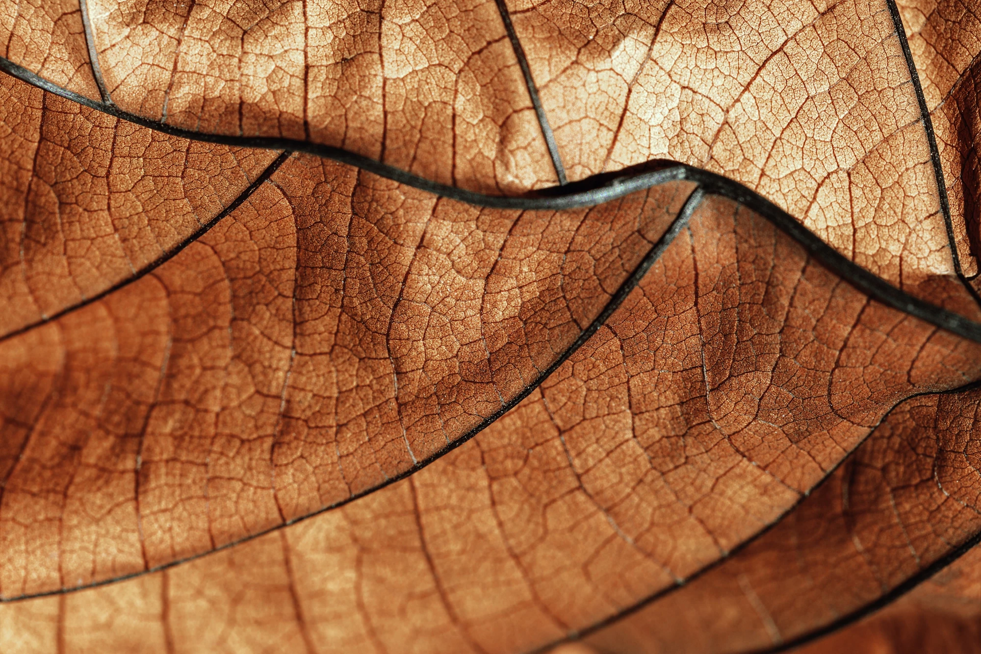 Autumn Dried leaf closeup at sunlight, macro trend, brown leaf as nature background. Fall aesthetic backdrop with natural veins texture of foliage, warm monochrome autumnal colored, low depth of field