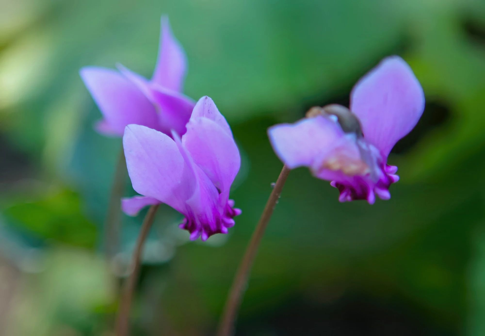 Vibrant purple flowers with subtle petals thrive in a green outdoor setting, showcasing the beauty of nature in spring.