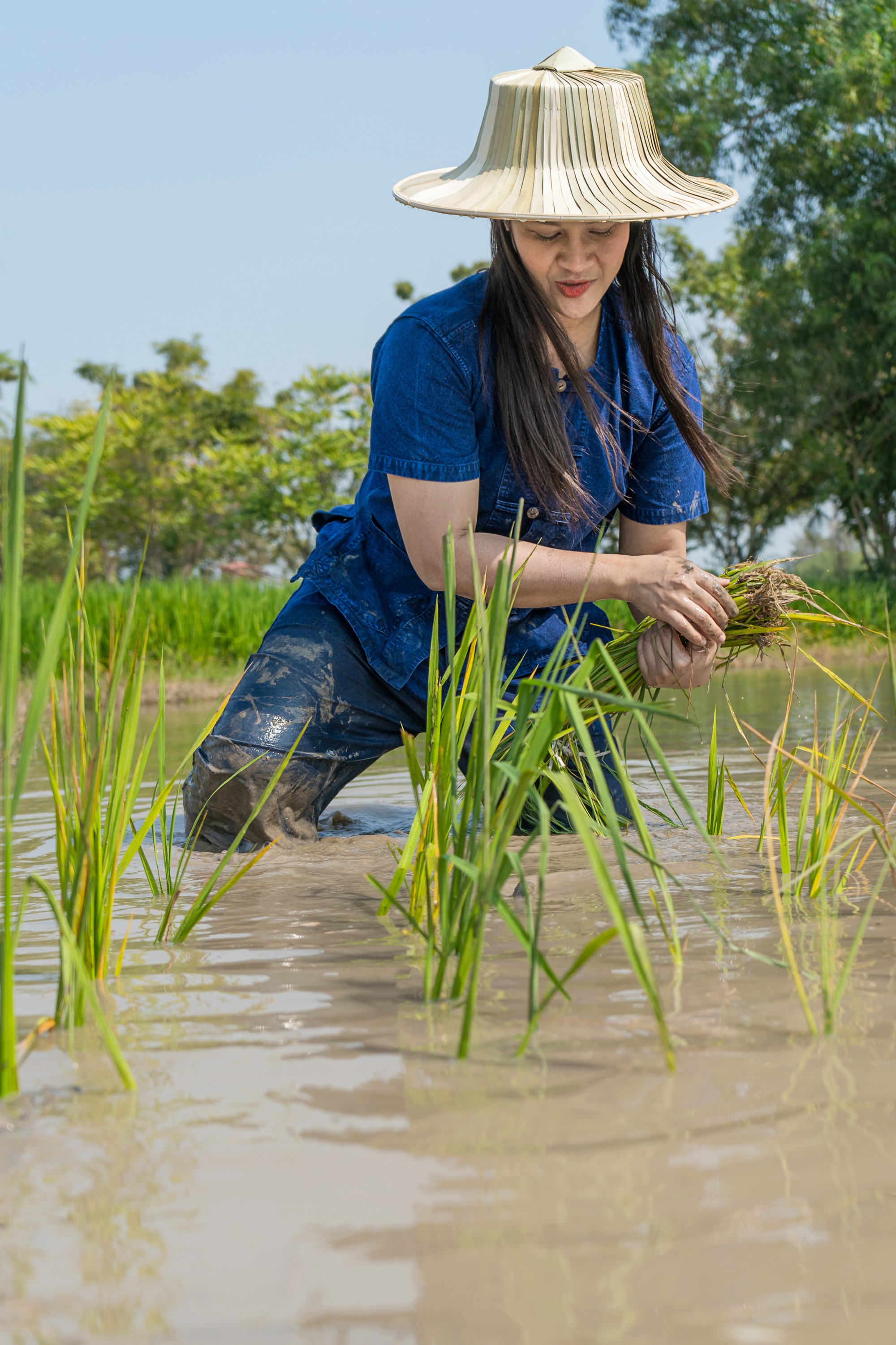 Thai women make rice farming. The concept of traditional agriculture.