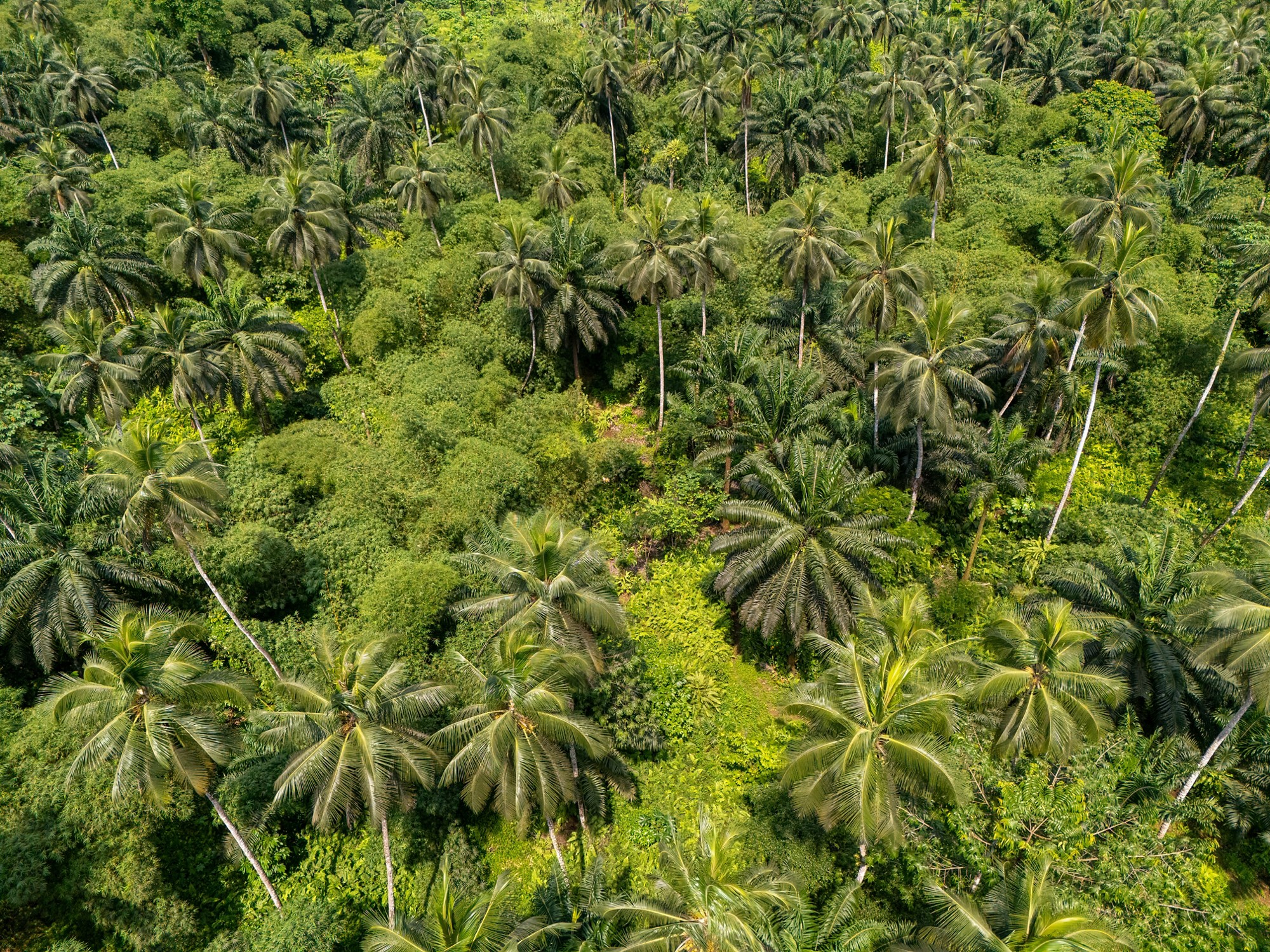Forest aerial