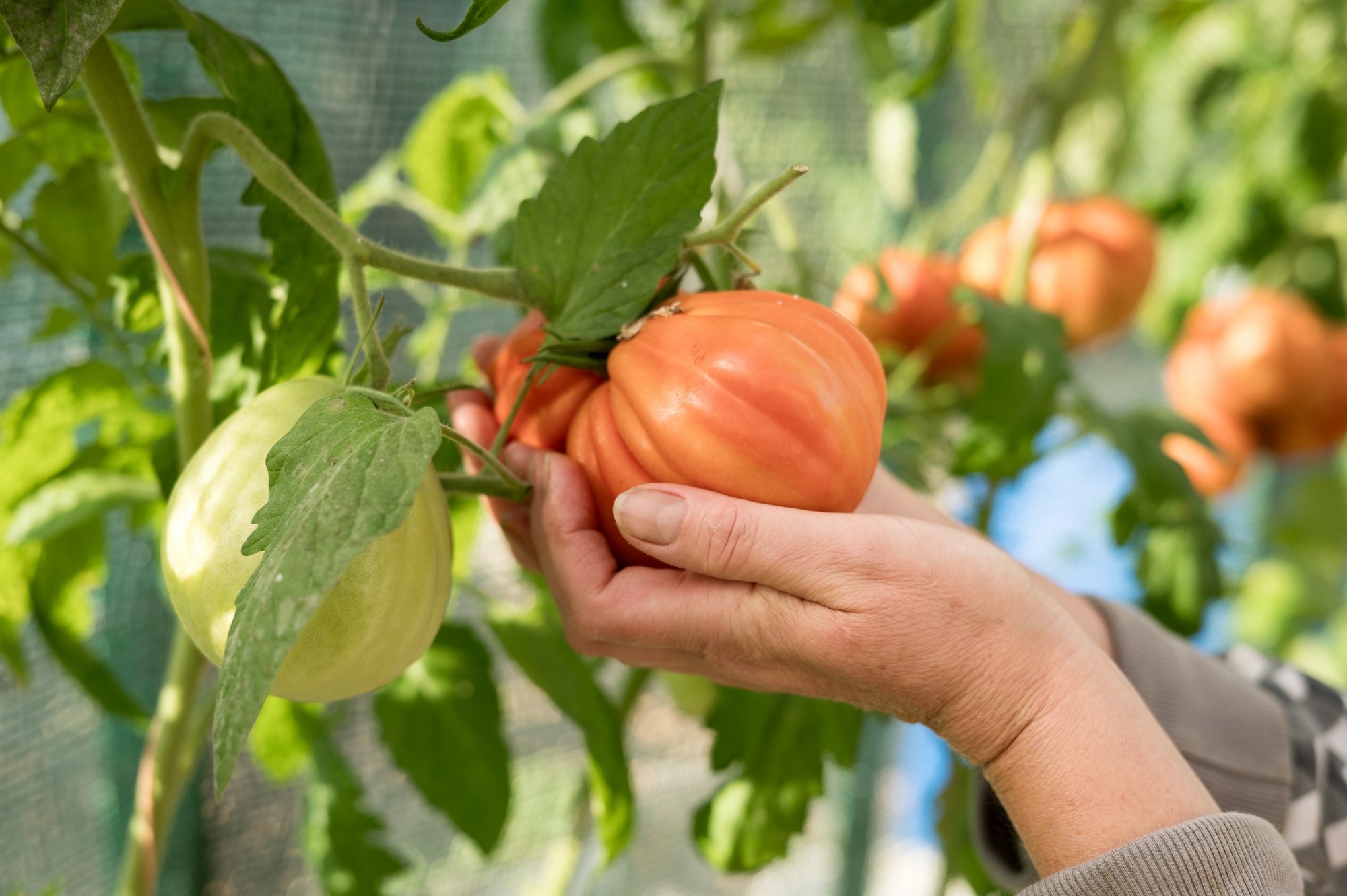 Mature adult harvesting heirloom tomatoes in greenhouse garden.