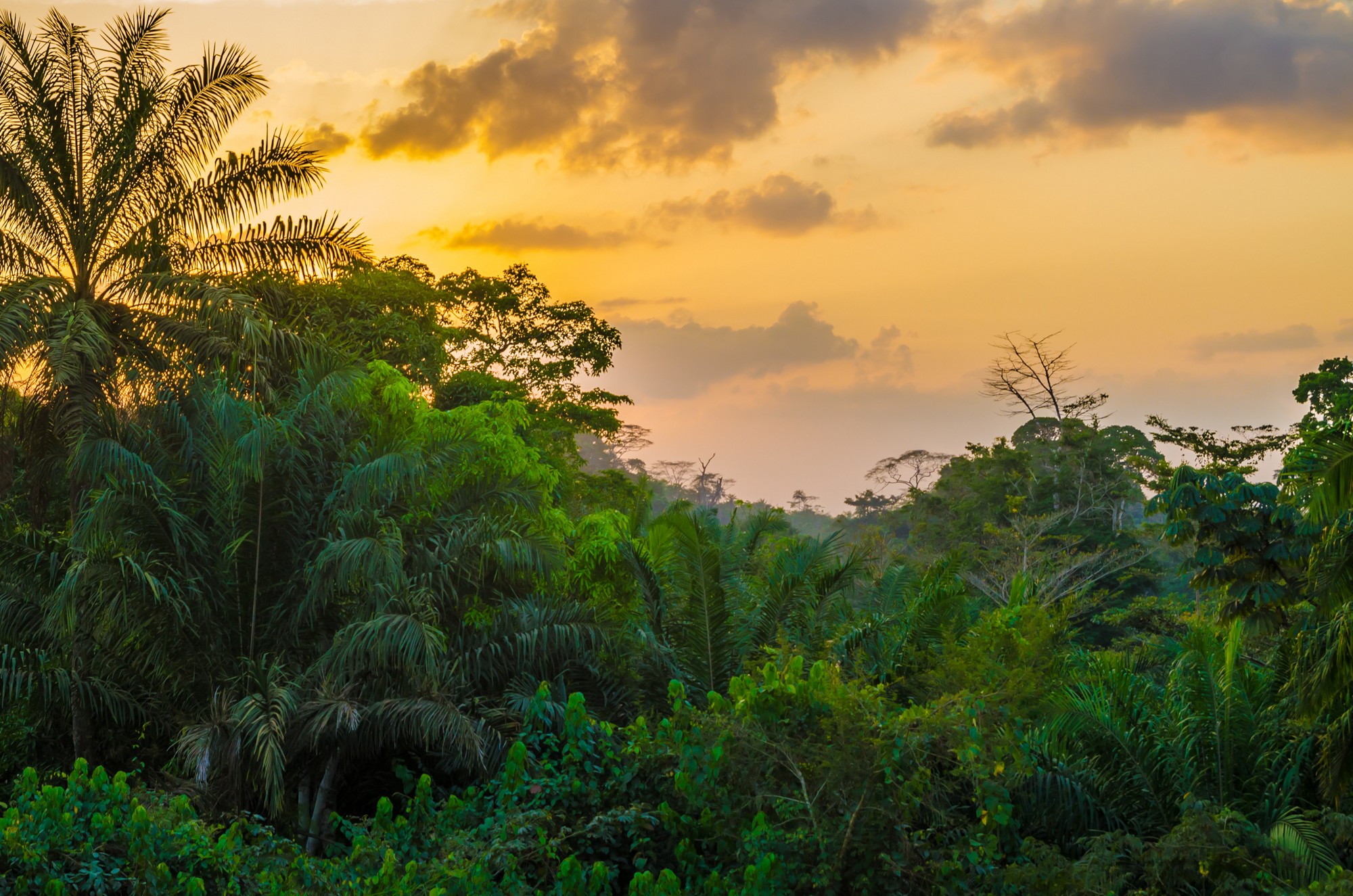 Beautiful lush green West African rain forest during amazing sunset, Liberia, West Africa.