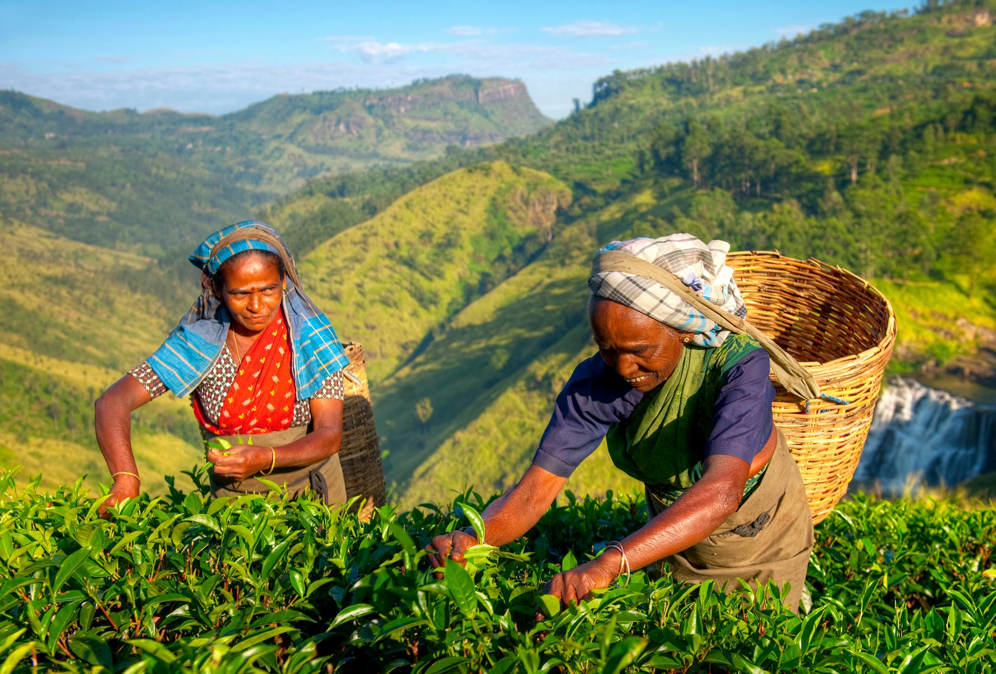 Tea pickers at a plantation in Sri Lanka