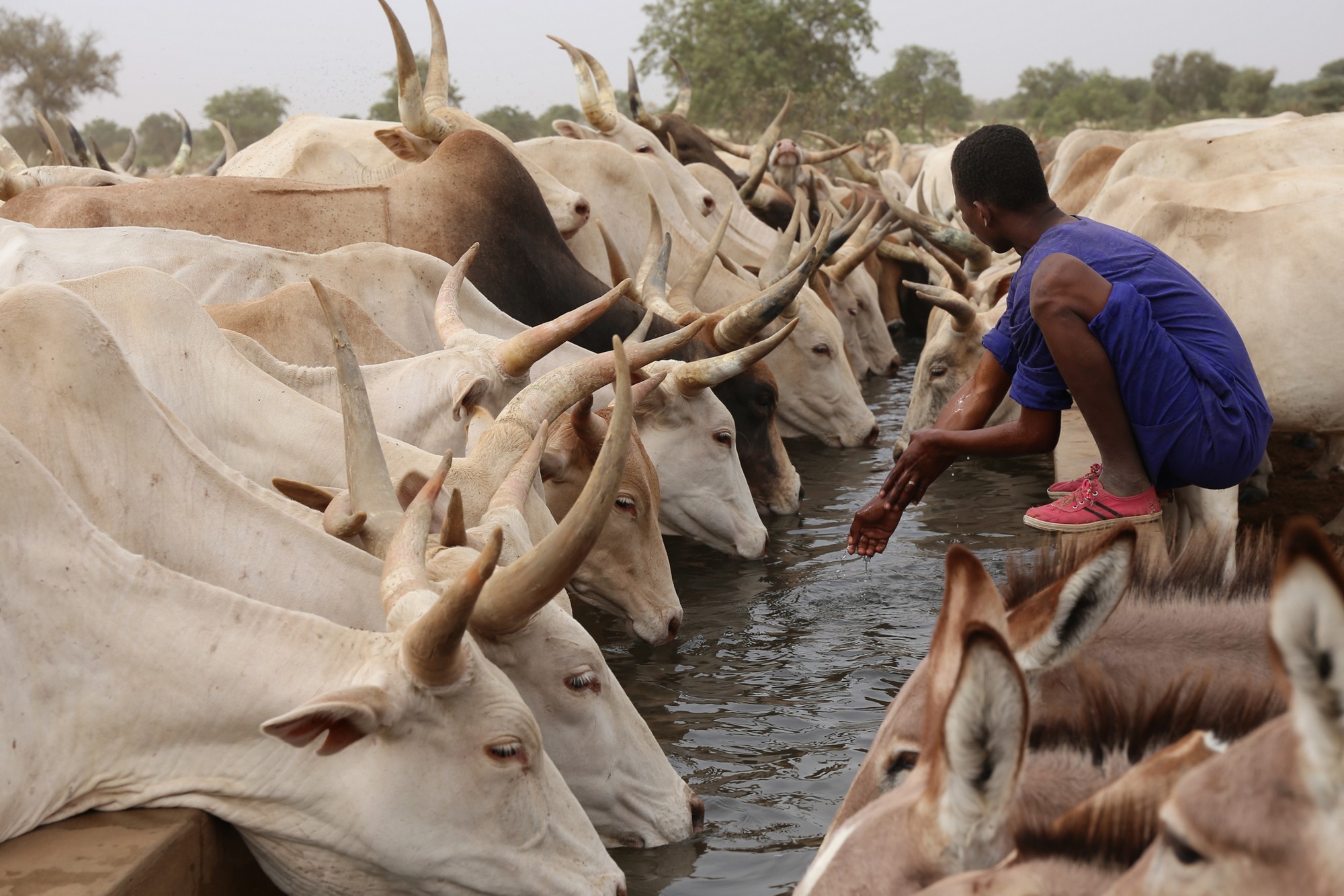 a cattle of thirsty cows drinking in north of senegal during the dry season