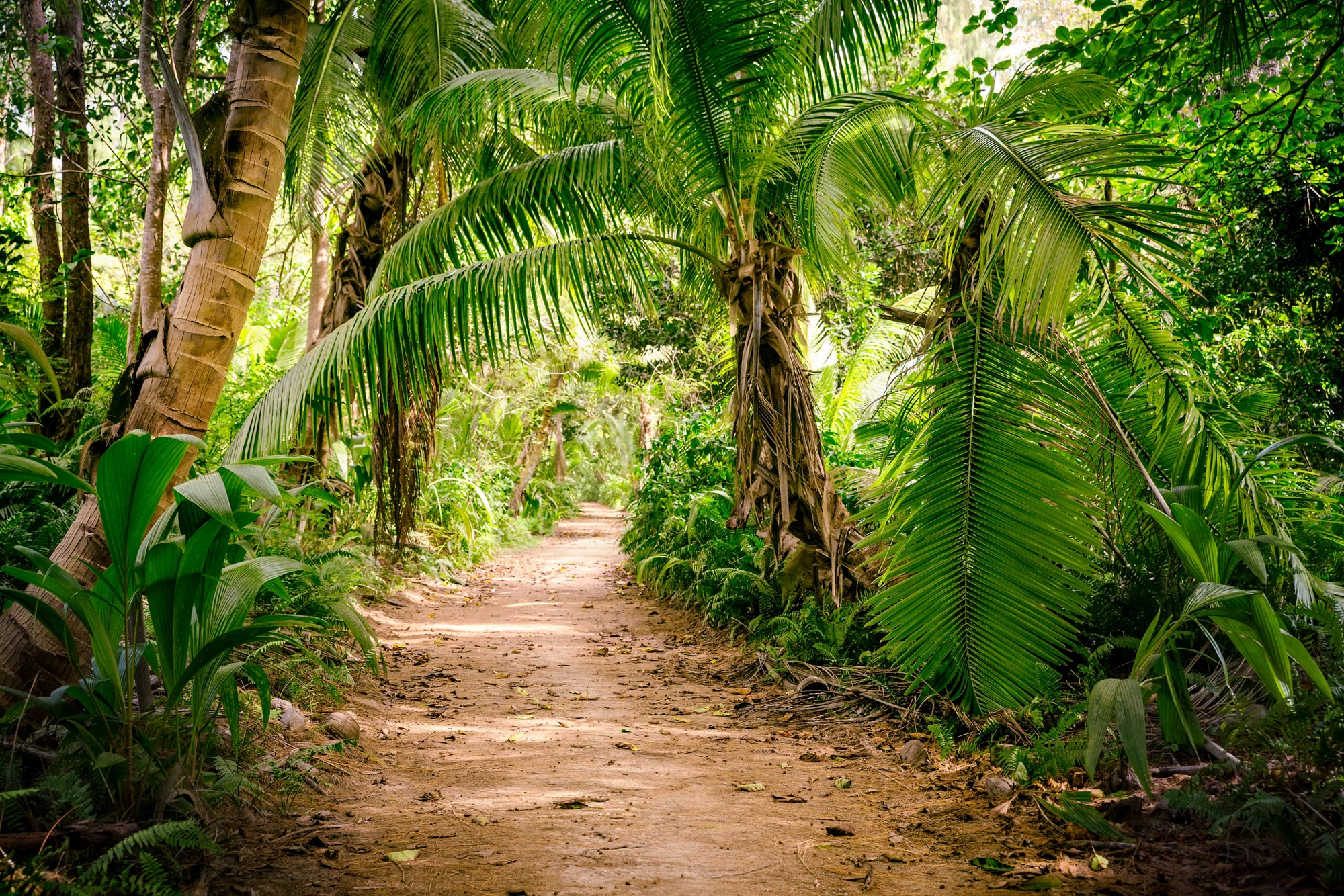 Ground rural road in the middle of tropical jungle   