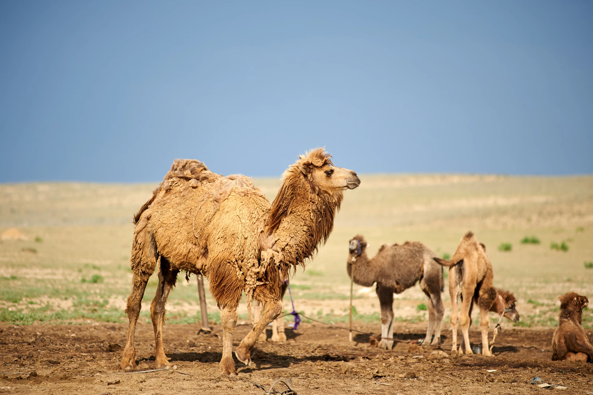 There’s life in the desert
