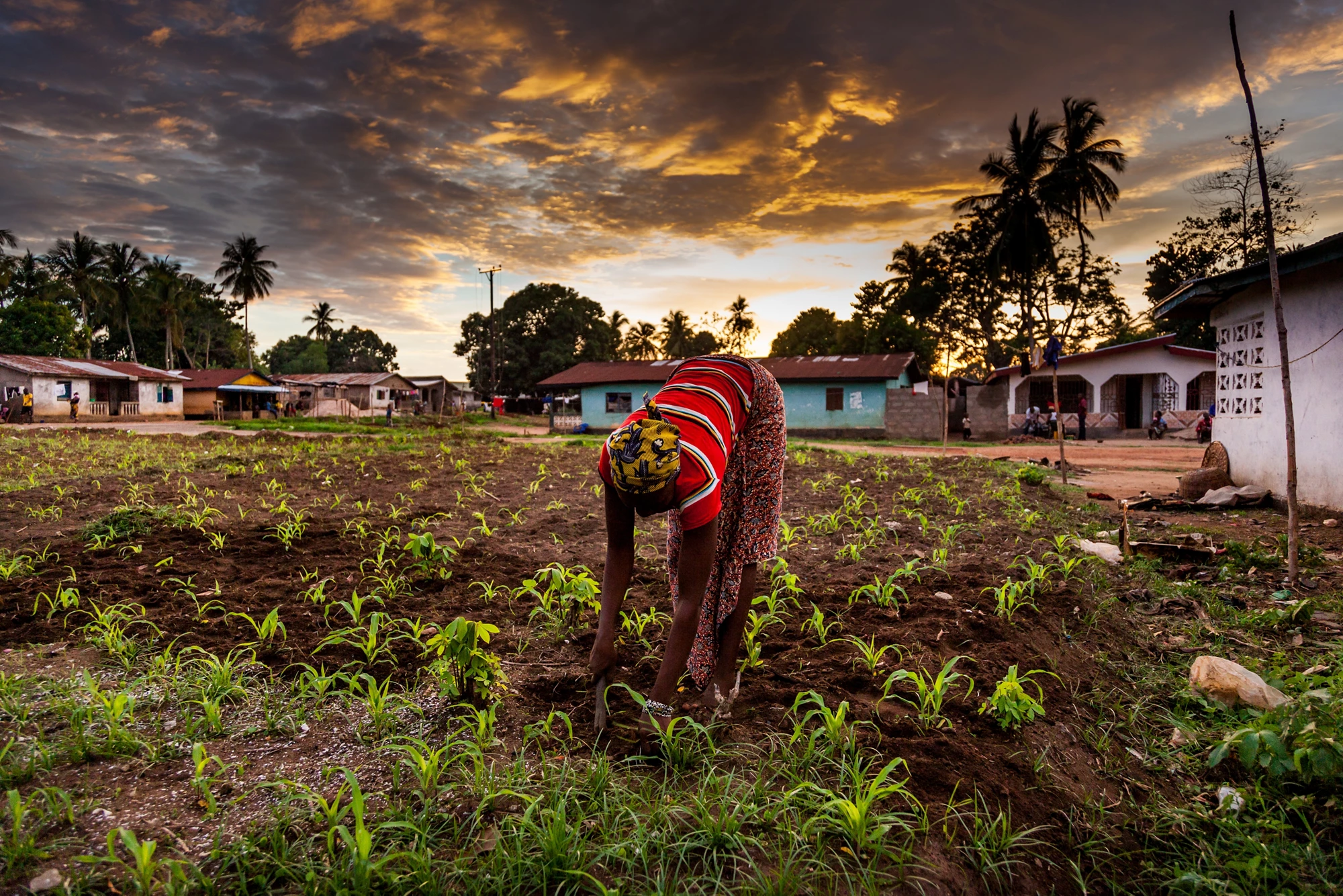 Yongoro, Sierra Leone - June 01, 2013: West Africa, unknown woman working, Yongoro in front of the capital of the Sierra Leone, Freetown