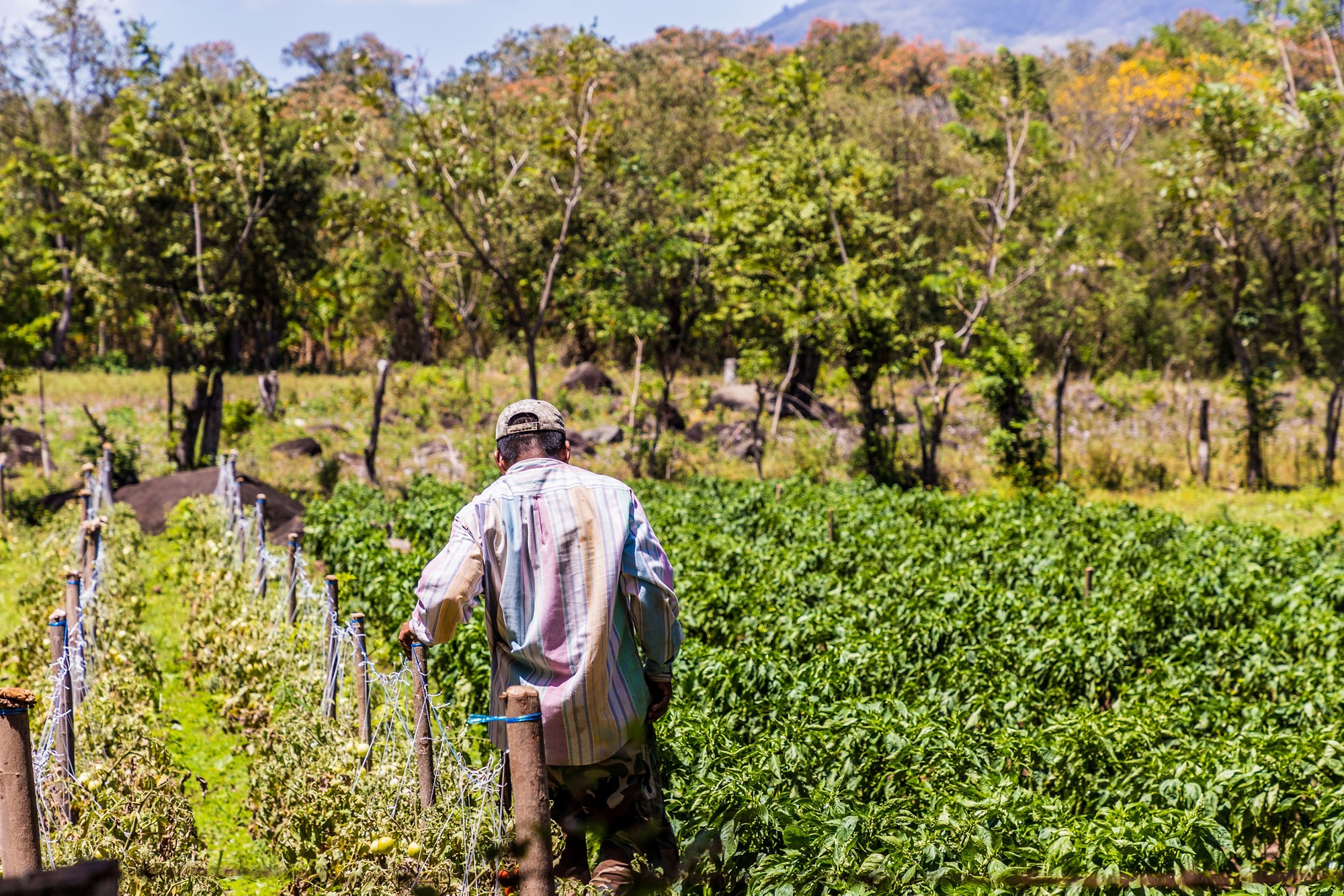 Ometepe, Nicaragua. February 2018. A view of a worker working in a field on ometepe island in Nicaragua.