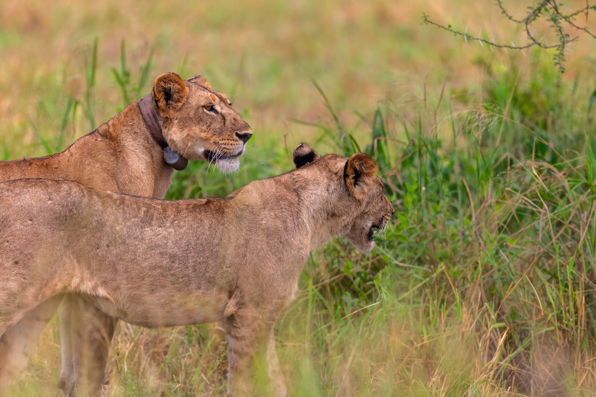 Lioness wearing a tracking collar standing with a cub in tall savanna grass