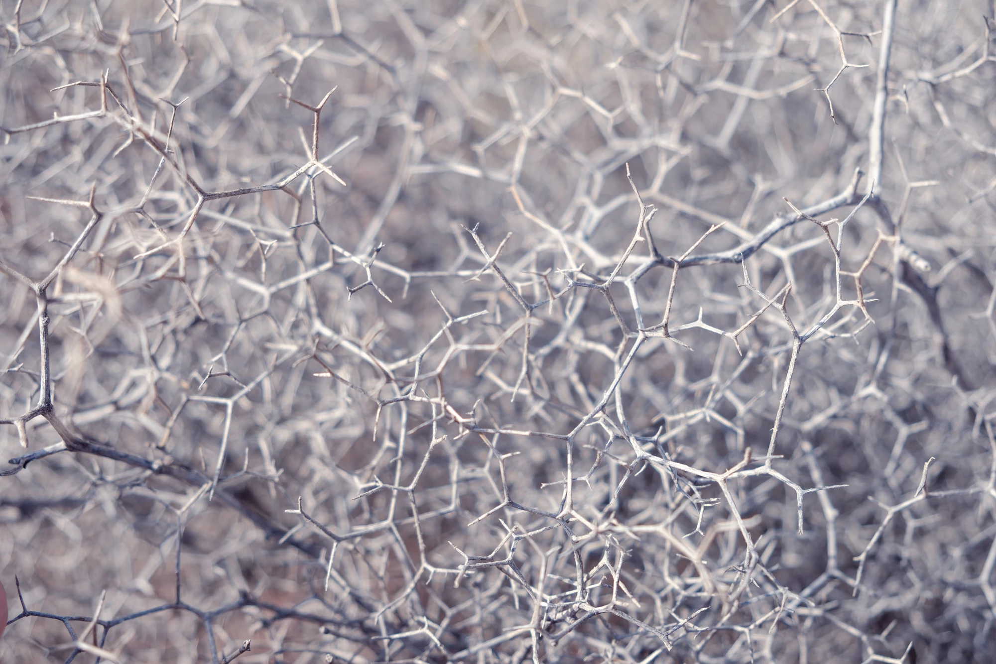 abstract organic pattern, nature closep, network concept,