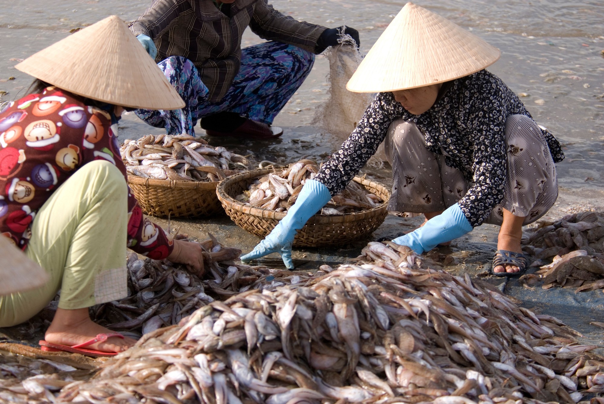 Vietnamese fisheries