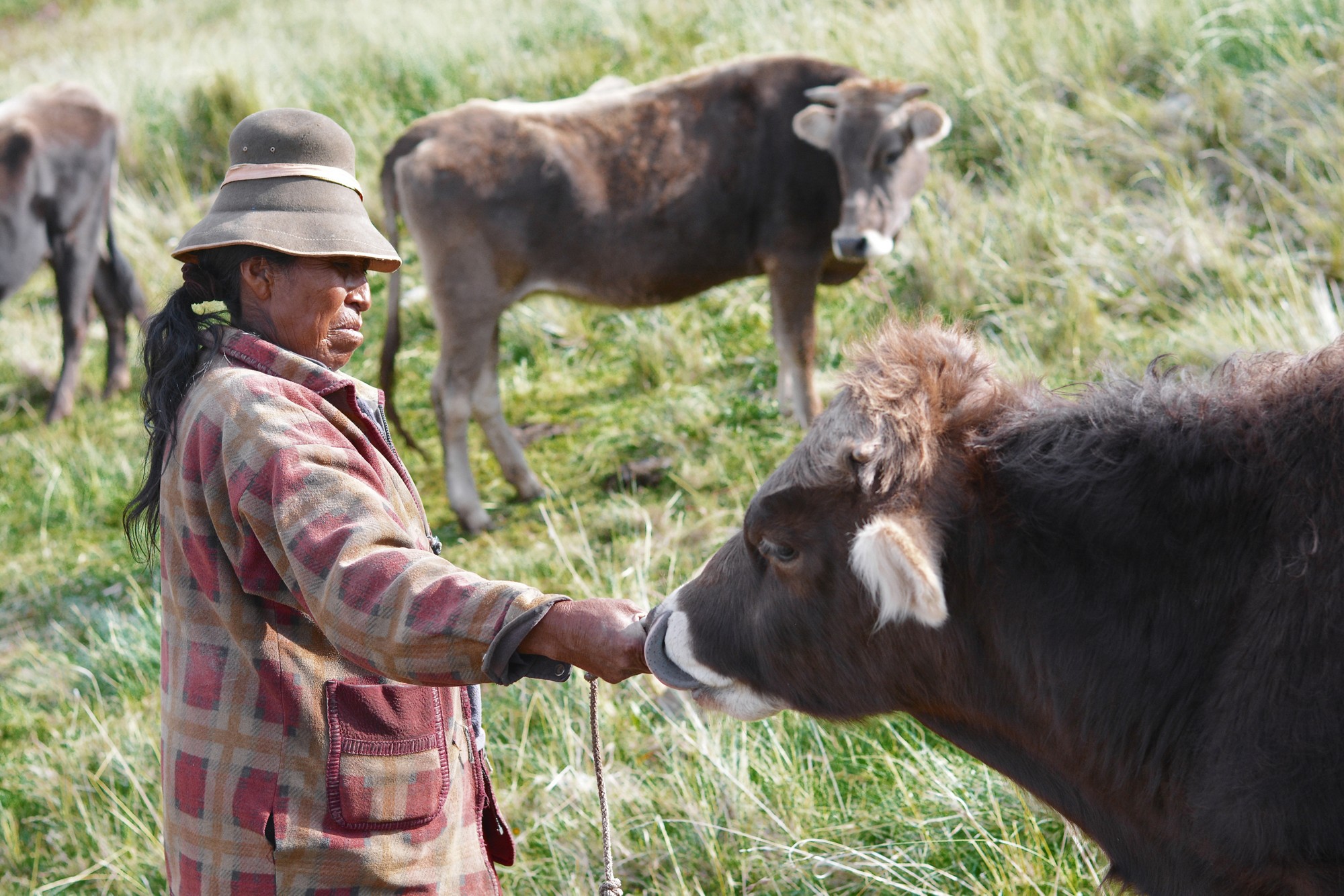 Typical aymara woman with bulls in the countryside. 