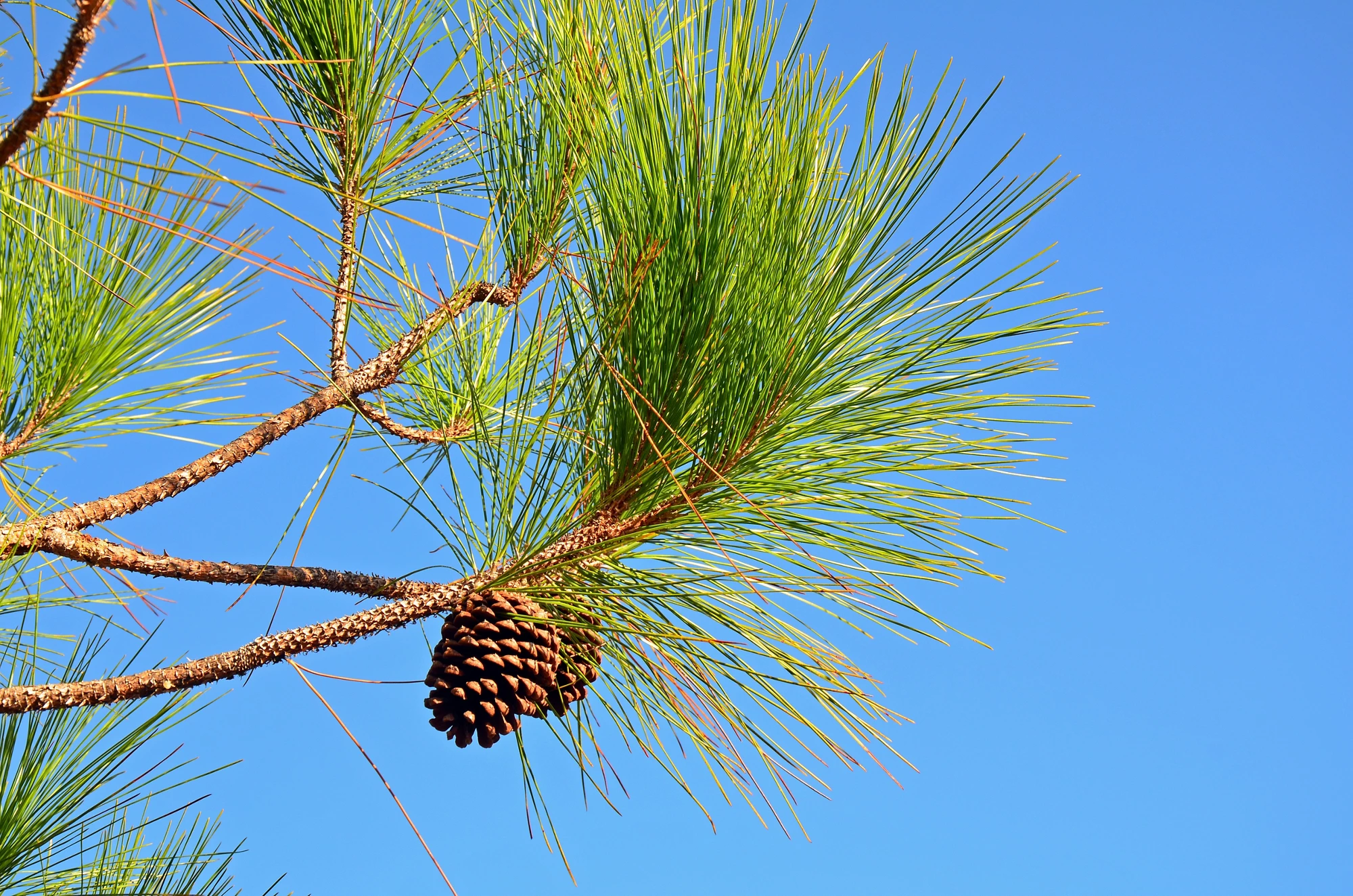 Close up of two slash pine tree (Pinus elliottii) pine cones hanging from knobby brown branch with long green needles in bright sun against a clear blue sky. Beautiful background with room for copy.