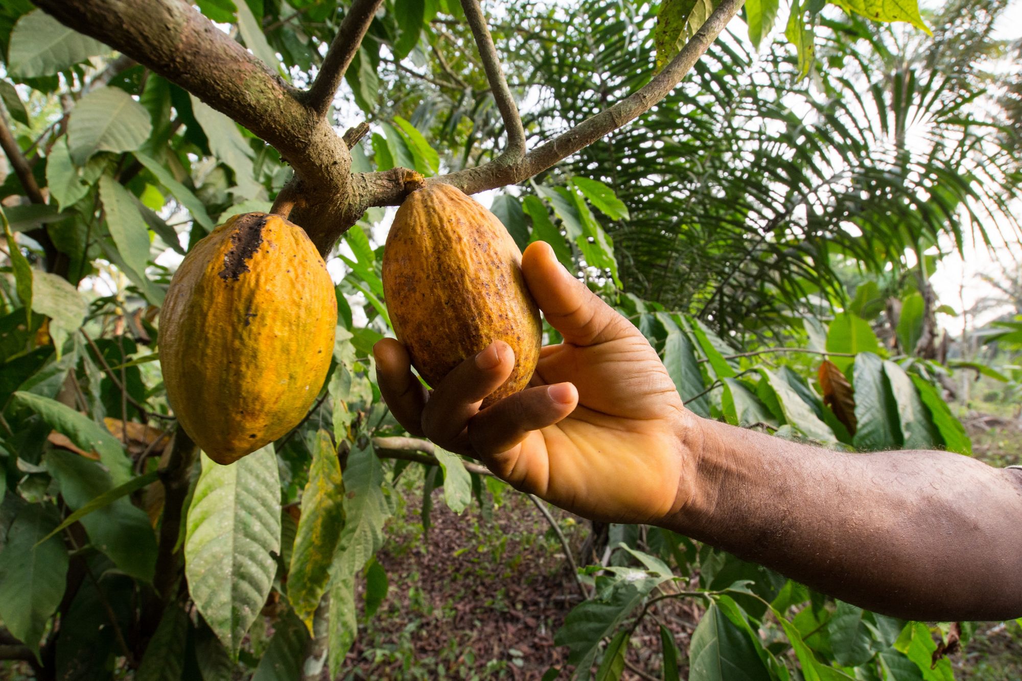 Cameroon
