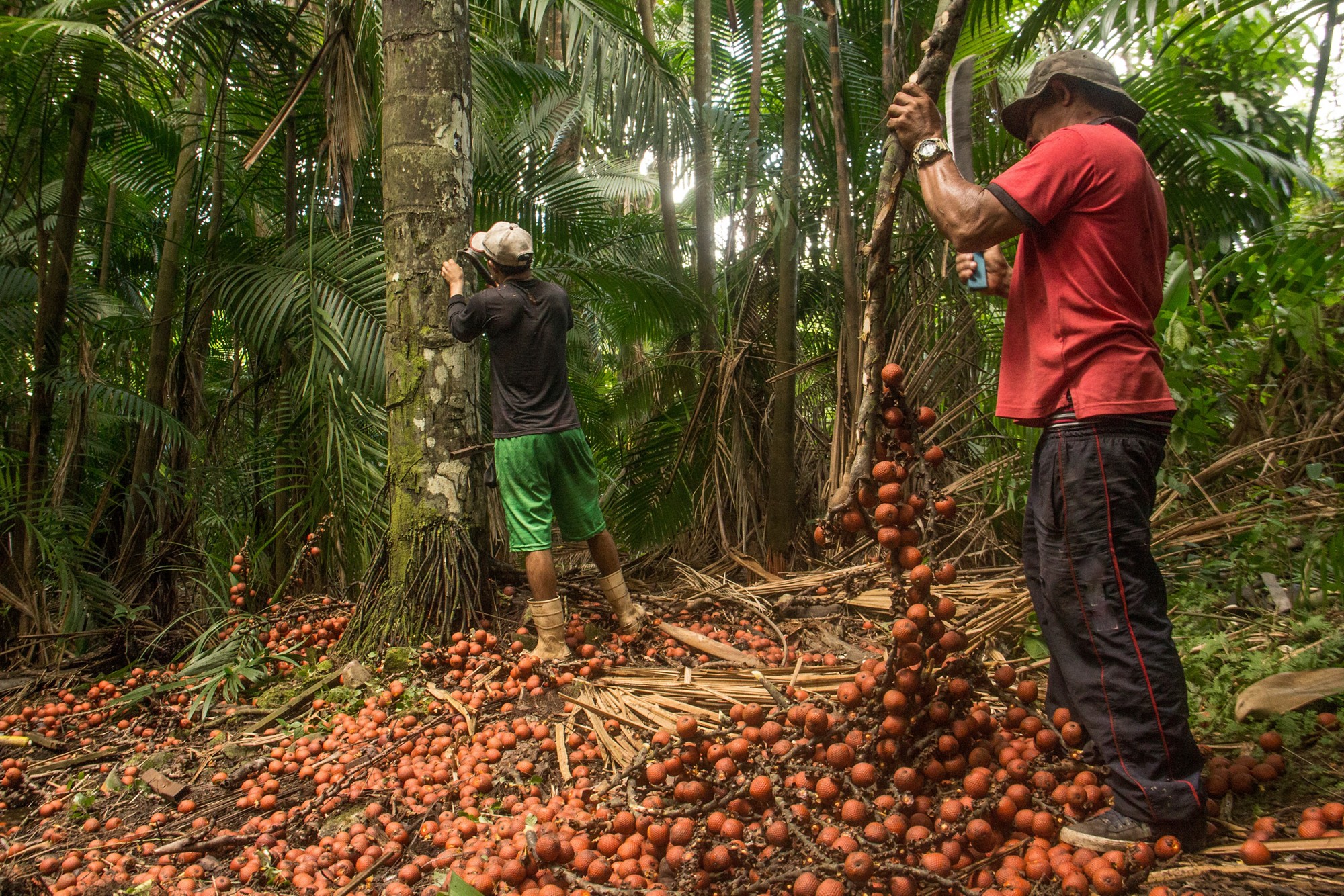sustainable extractivism in brazil