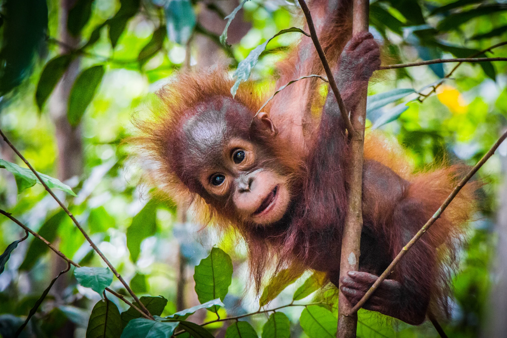 World's cutest baby orangutan hangs in a tree in the jungles of Borneo