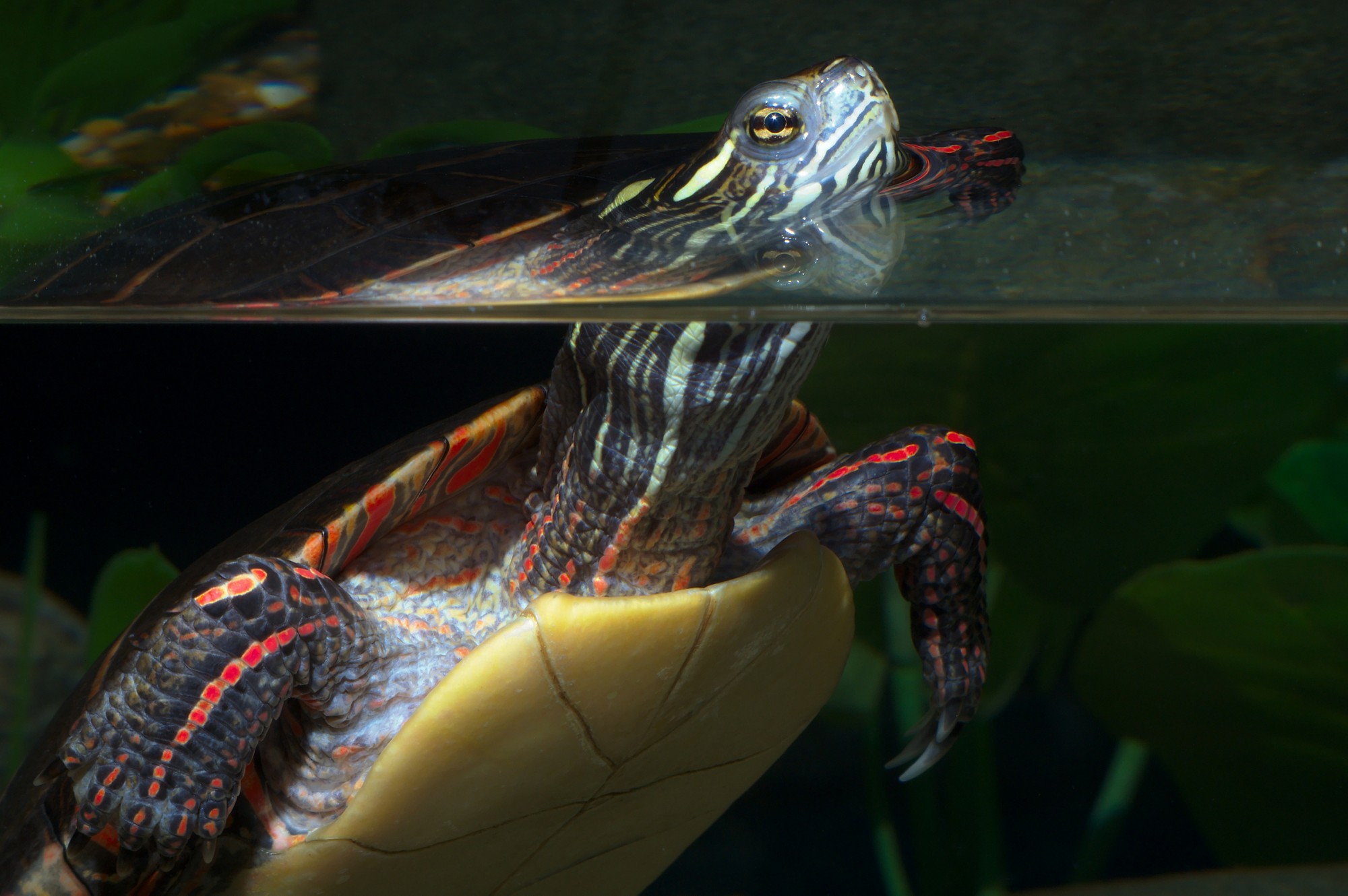 turtle reptile wildlife shell aquatic water reflection
