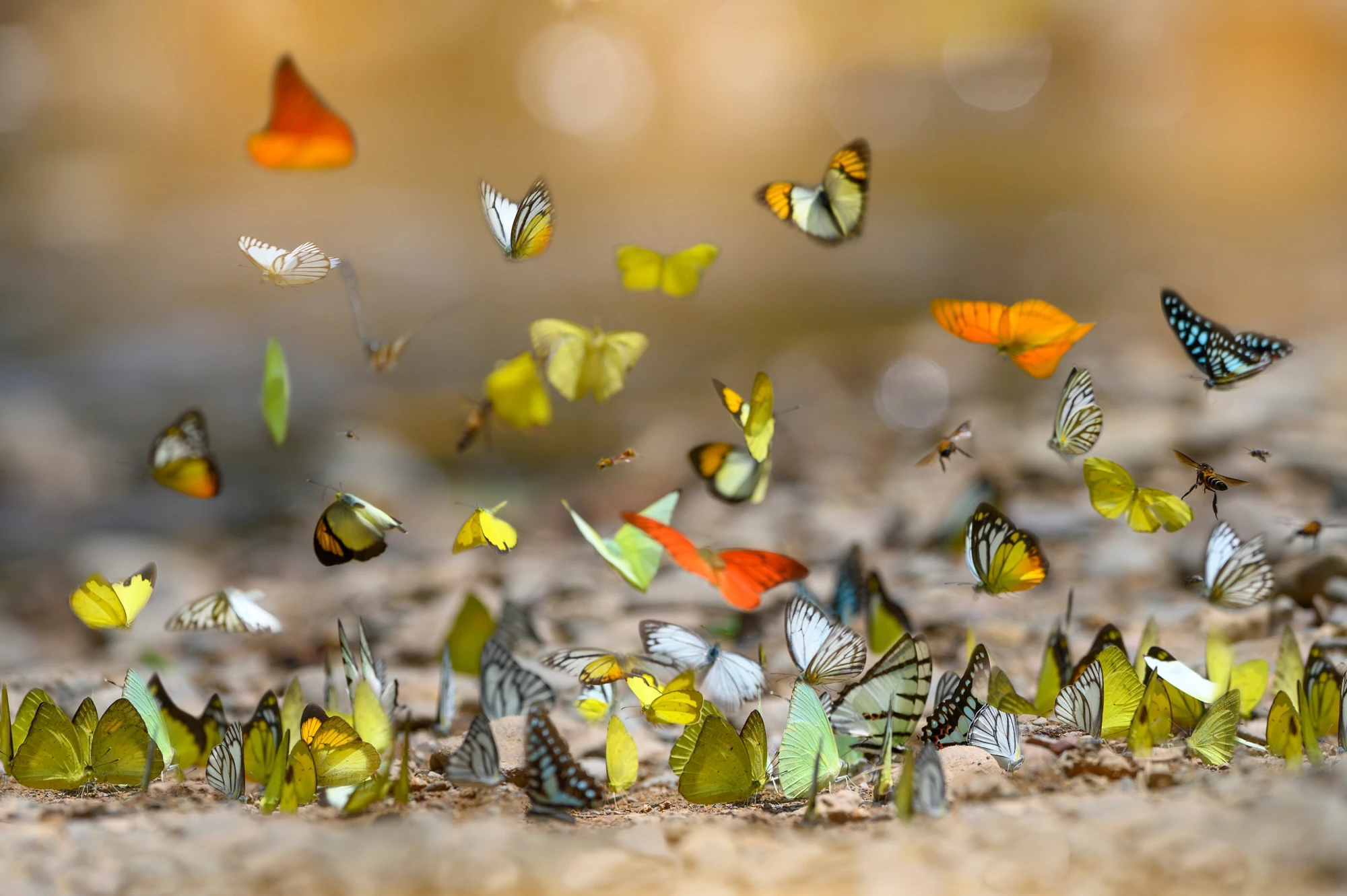 The beauty of many butterflies in nature