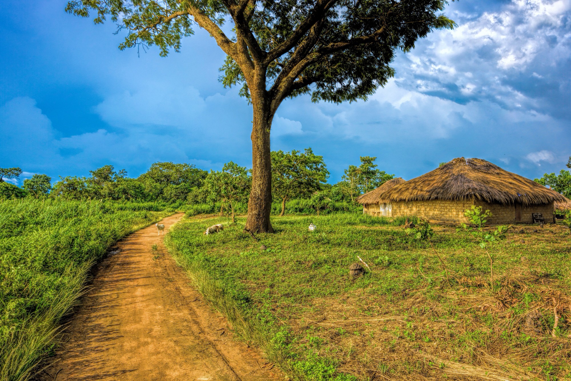 Herd of sheep graze in front of traditional thatched mud and clay huts in rural village on the outskirts of the city of Kamsar. Guinea, West Africa.
