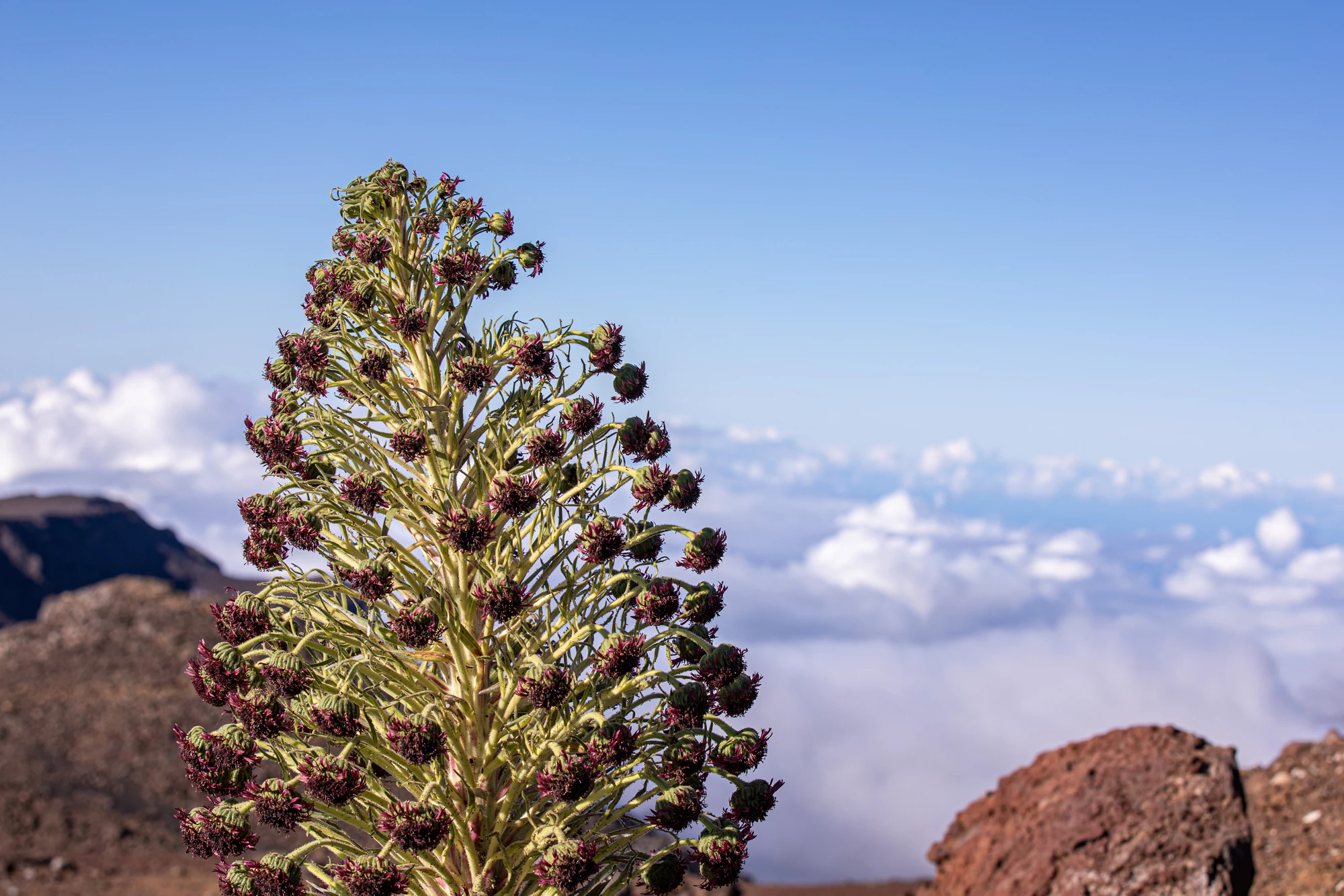 Up close photo pf a  blooming silversword flower against clouds in the background, Maui, Hawaii