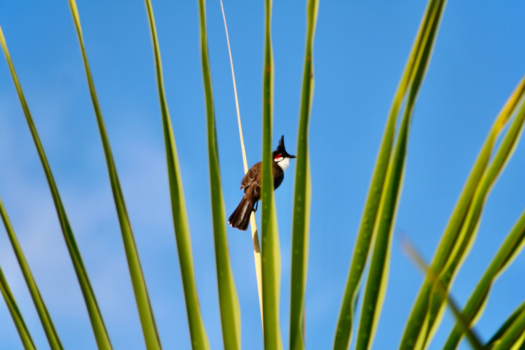 oiseau bulbul perché
