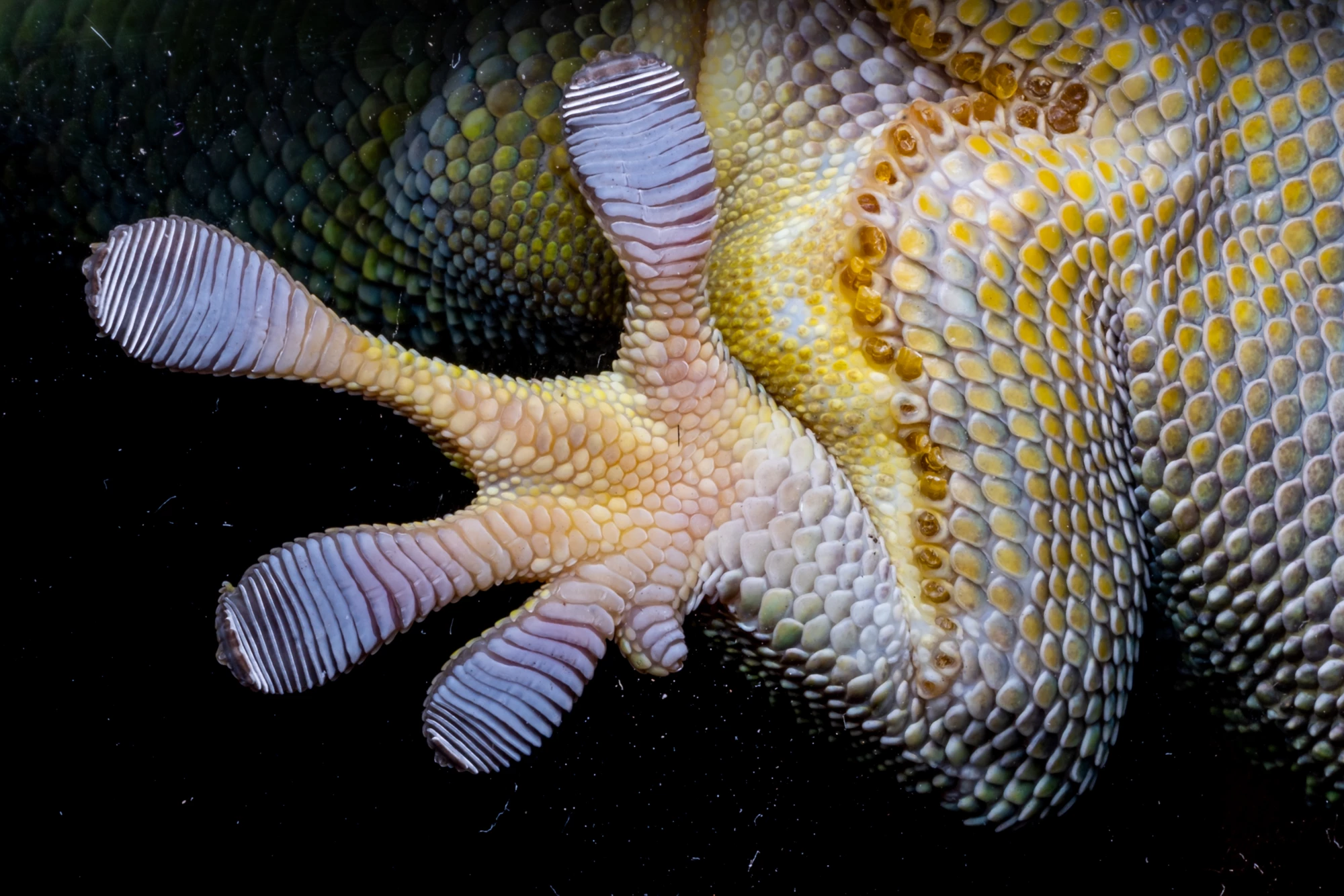 Programs combating Illegal Wildlife Trade are instrumental in controlling and preventing pandemics