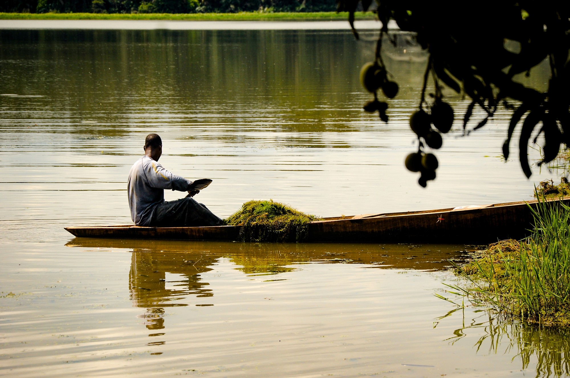 African fisherman / man rows his small wooden boat across a lake and collects aquatic plants / algae, Accra, Ghana, Africa