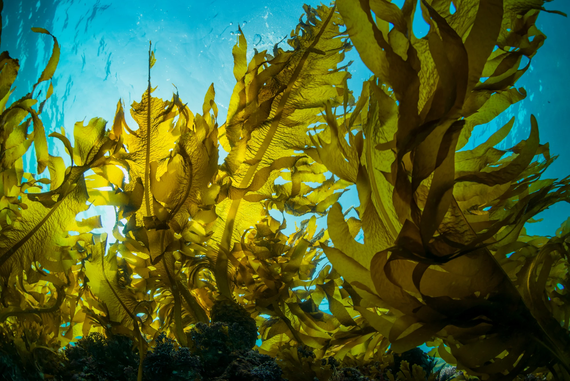Evaluating Environmental Interventions in the Yellow Sea during the Pandemic
