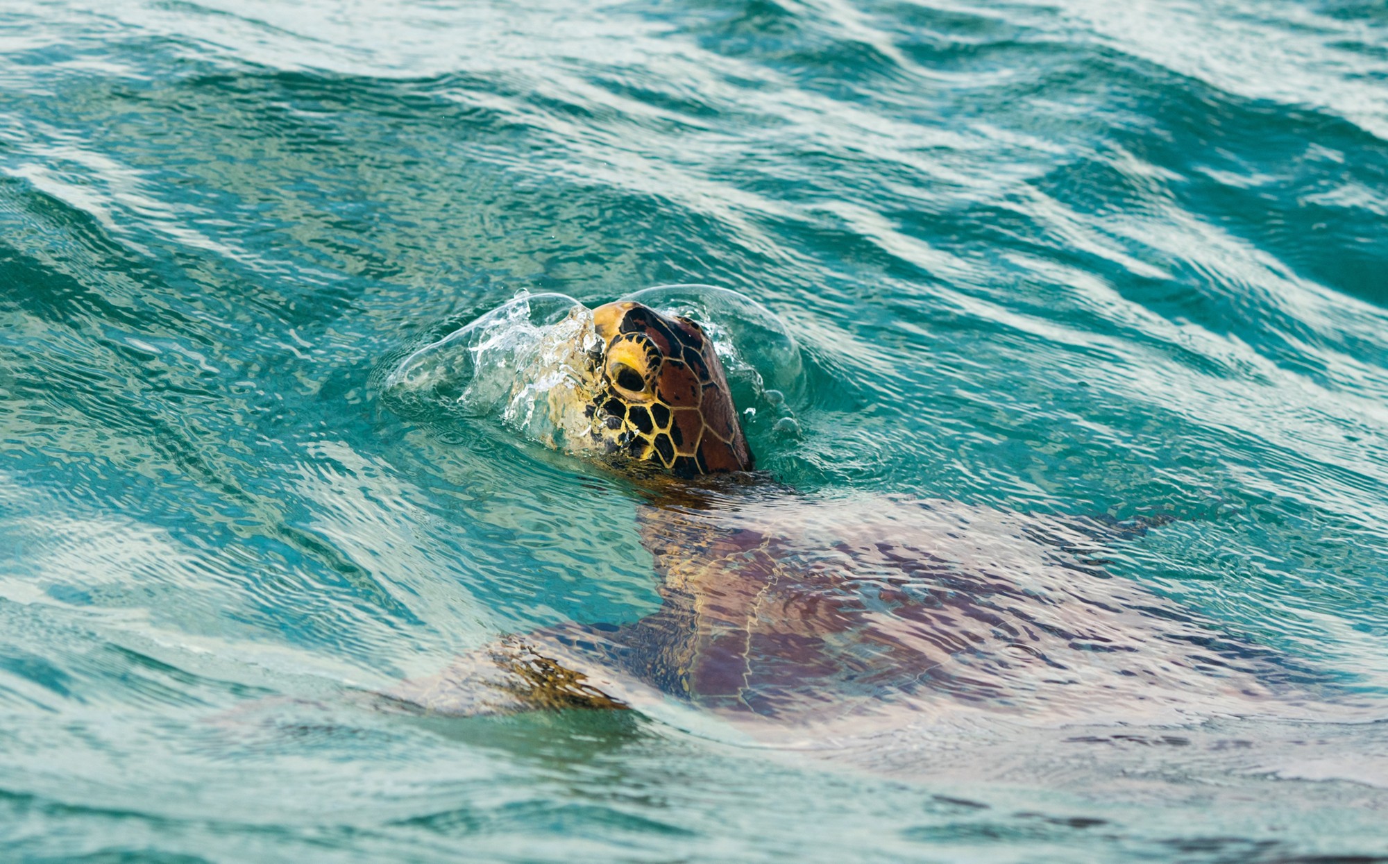 A Sea turtle pops up for air in the South Pacific island of Samoa
